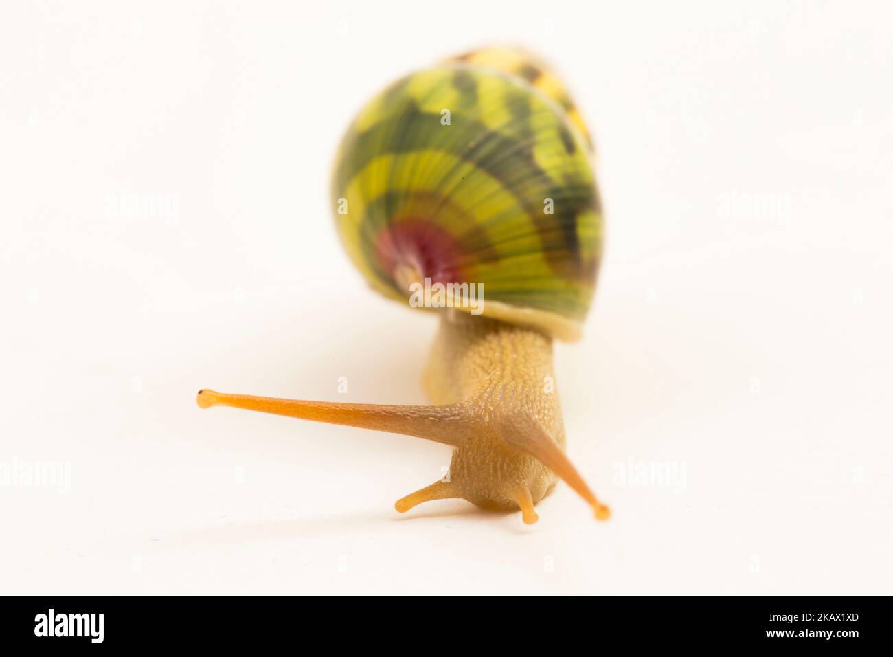 Arborealpulmonat-Landschnecke Amphidromus palaceus isoliert auf weißem Hintergrund Stockfoto