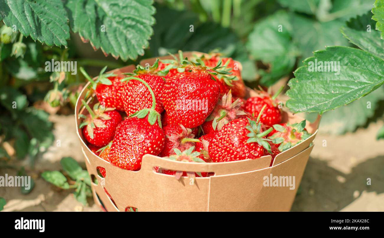 Reife, saftige Erdbeeren in einer Pappschachtel. Erdbeeren anbauen und ernten Stockfoto