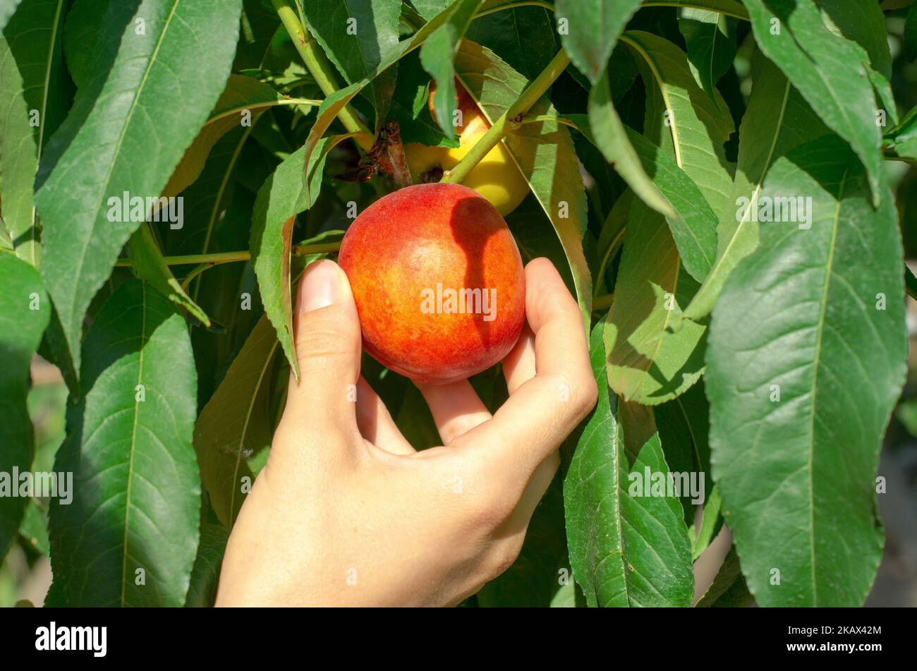 Die Hand einer Frau nimmt aus nächster Nähe einen Pfirsichnektarine aus einem Baum Stockfoto