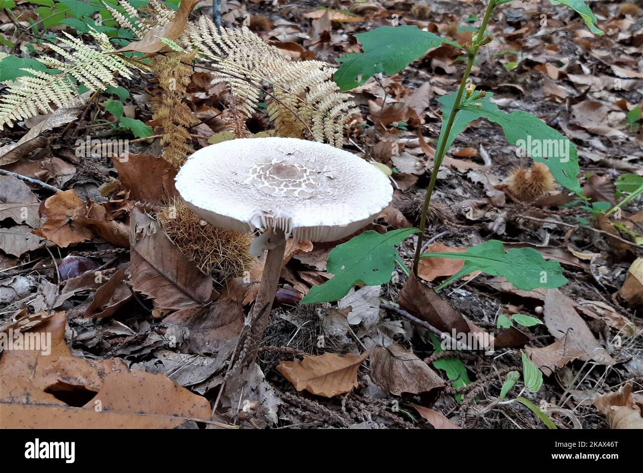 Nahaufnahme eines Pilzes auf dem Boden mitten im Wald Stockfoto