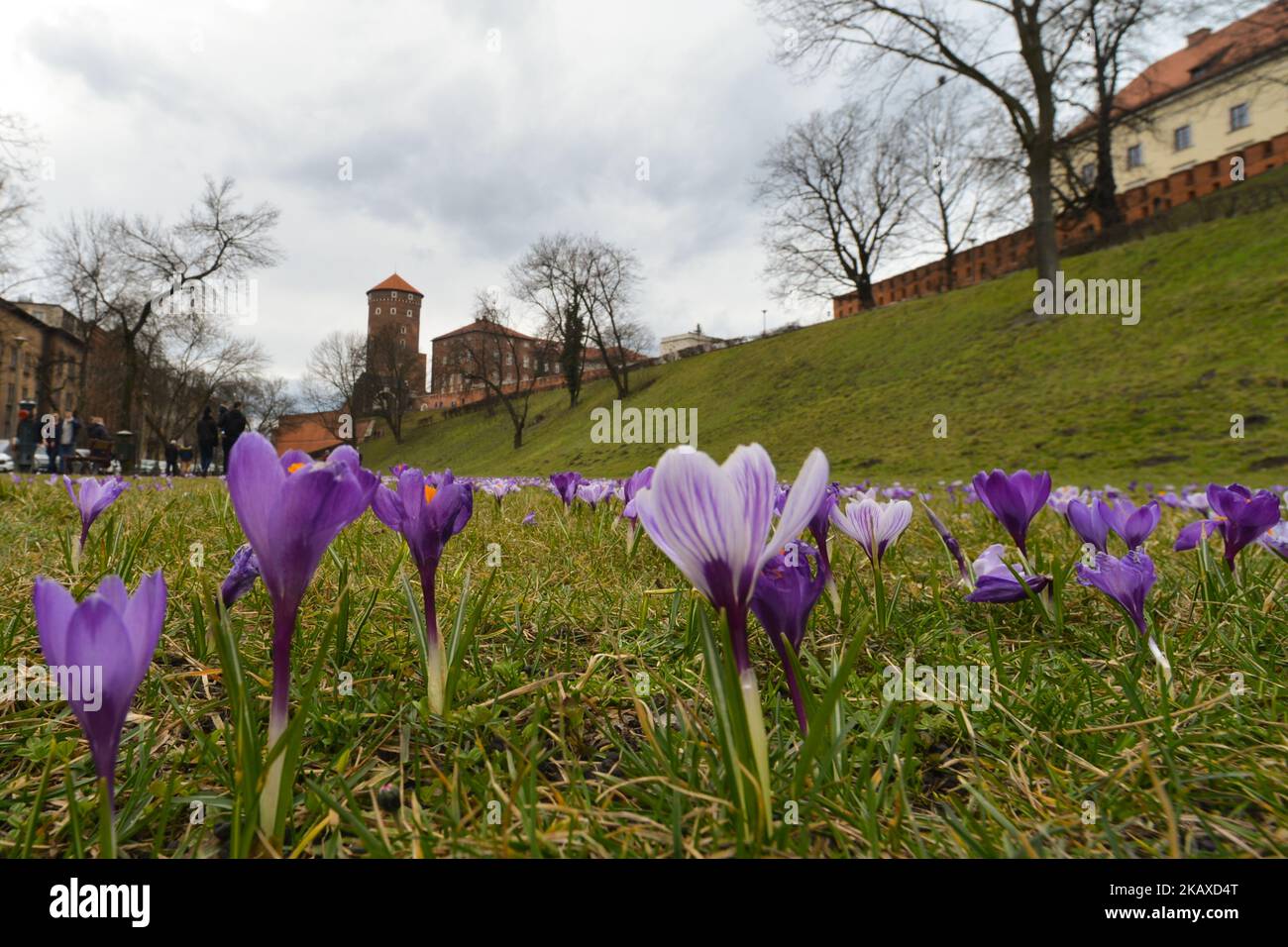 Das Frühlingswetter ist nach Krakau gekommen und wird während des Osterwochenendes andauern. Bei Temperaturen um die 15 Grad Celsius blühen hunderte Krokusse in der Nähe von Wawel Castle. Am Samstag, den 31. März 2018, in Krakau, Polen. (Foto von Artur Widak/NurPhoto) Stockfoto