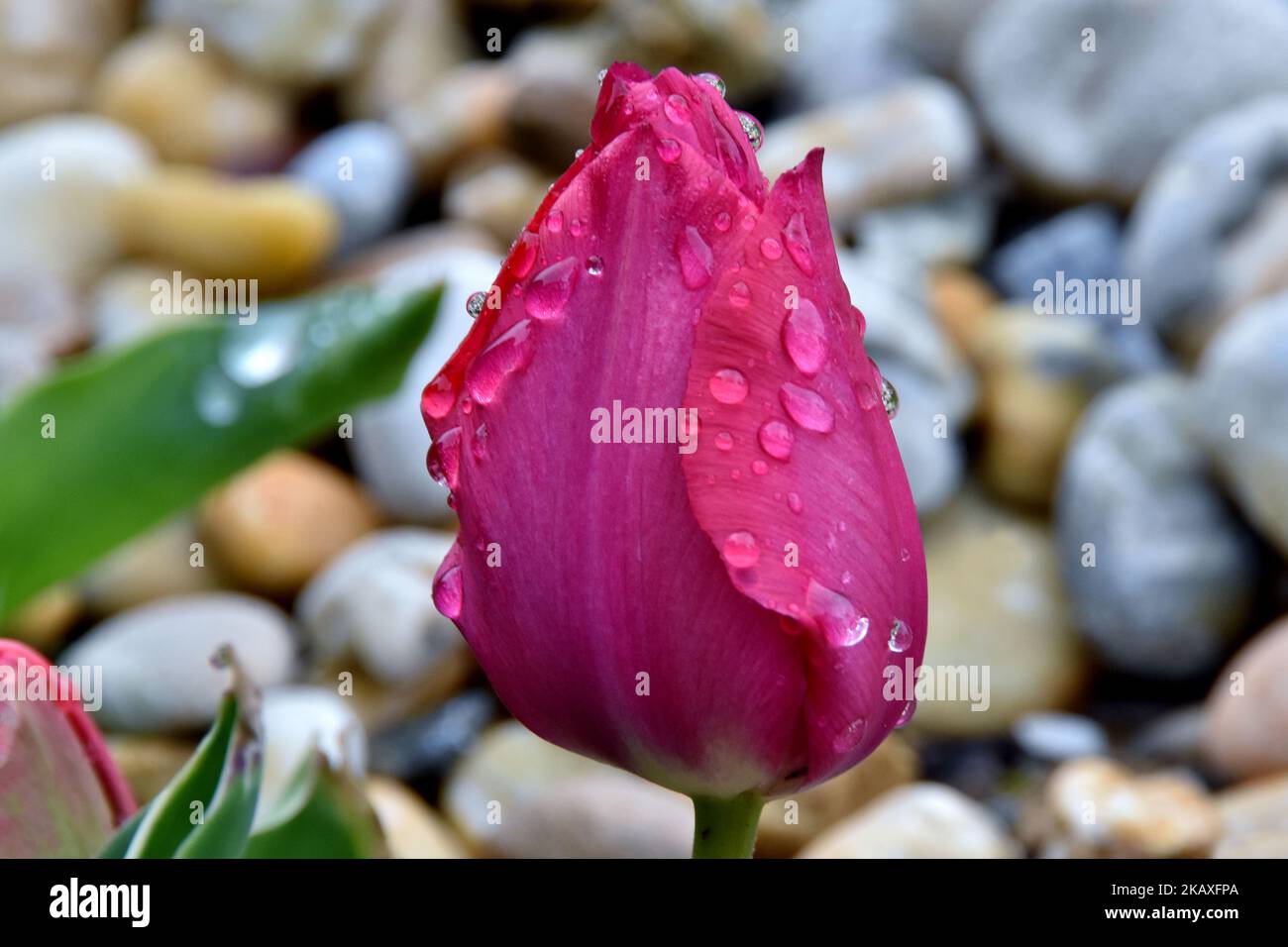Eine Nahaufnahme einer violetten Tulpe mit Wassertropfen gegen die Steine Stockfoto