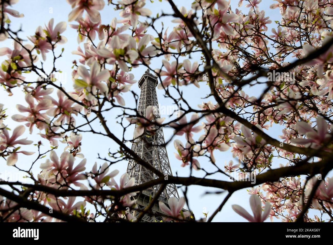 Der Eiffelturm wird durch die Magnolienblüten mit der Ankunft des Frühlings in Paris, am 6. April 2018, gesehen. ( Foto von Pedro Fiuza/NurPhoto) Stockfoto