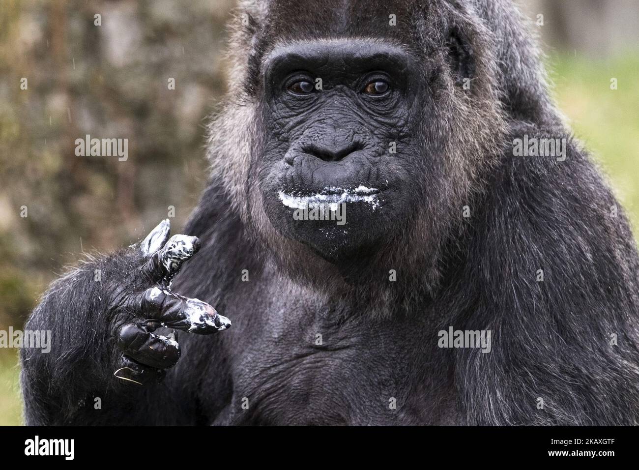 Fatou, der älteste bekannte Gorilla der Welt, isst am 13. April 2018 im Berliner Zoo ihren Geburtstagskuchen, als sie 61 Jahre alt wird. (Foto von Emmanuele Contini/NurPhoto) Stockfoto