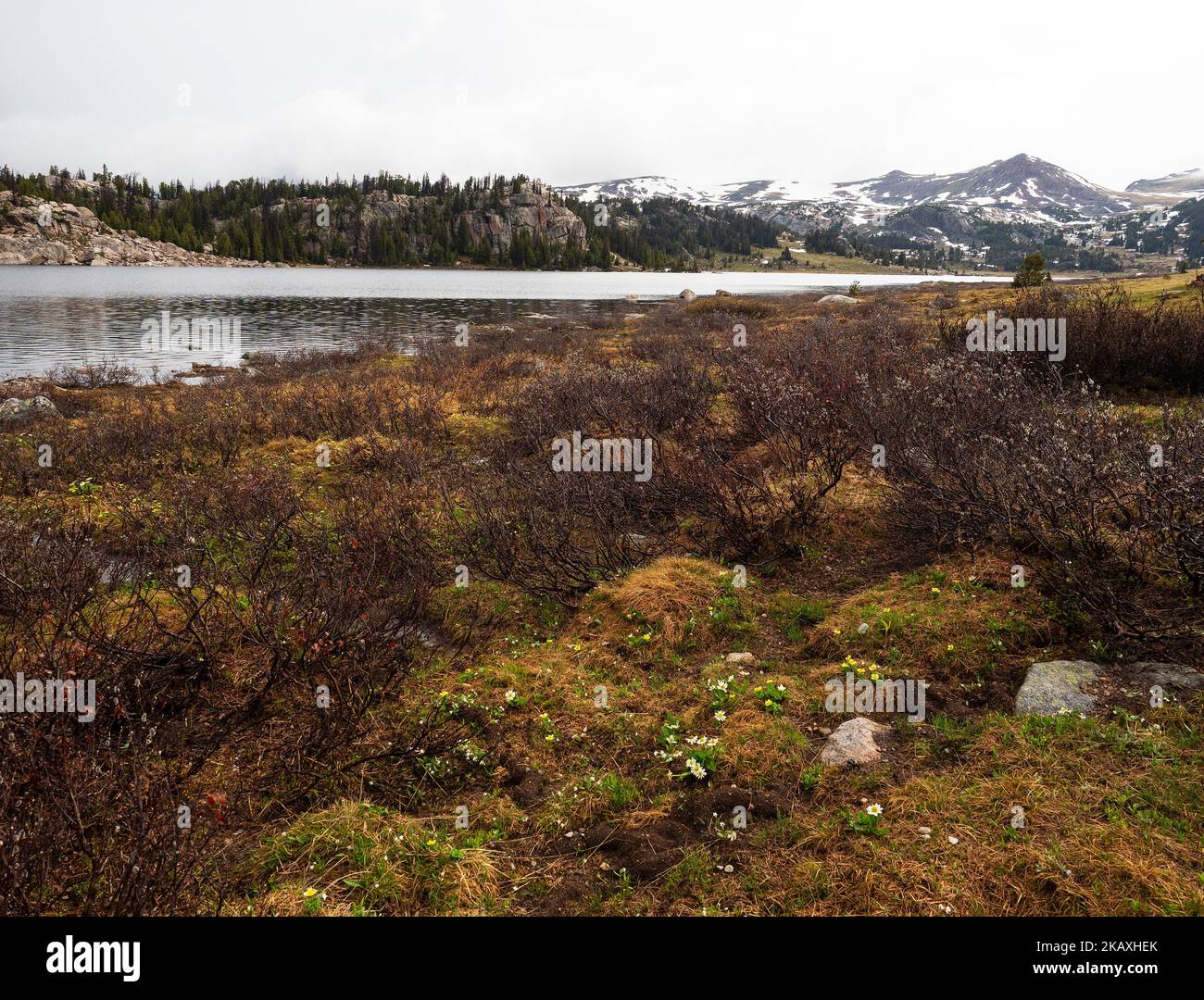 Langer See und schneebedeckte Berge mit der weißen Sumpfmarigold Caltha leptosepala und dem Sumpfbutterhals Ranunculus eschschschscholtzii im Vordergrund, Stockfoto