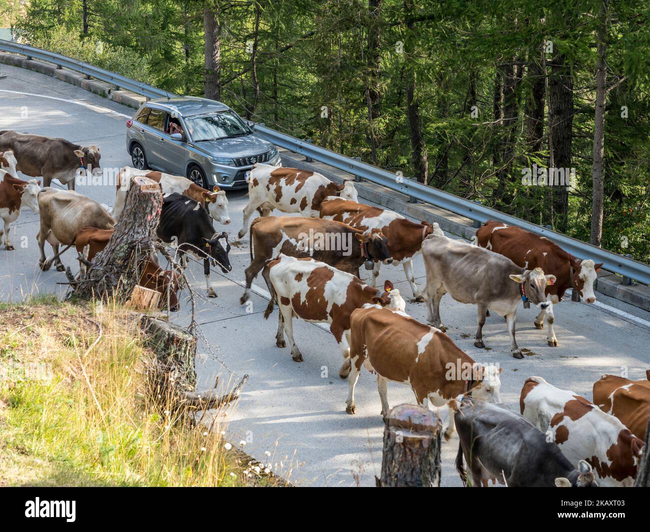 Kühe in Herde auf Bergstraße, Gotthardpass nach Airolo, Schweiz Stockfoto