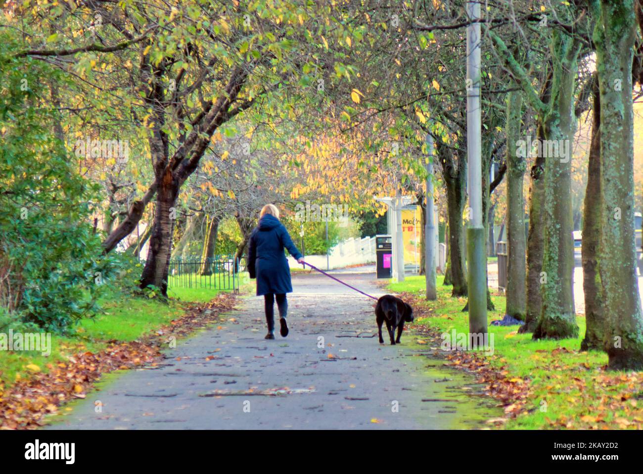 Hundespaziergänger in Perspektive Herbst Stockfoto