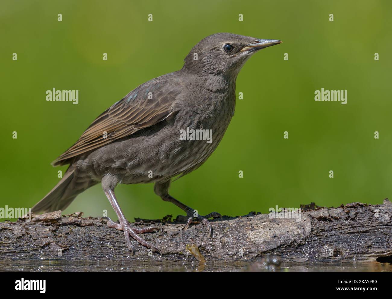 Junger gewöhnlicher Star (Sturnus vulgaris), der in den ersten Lebenstagen auf grünem Hintergrund in der Nähe des Wasserteiches posiert Stockfoto