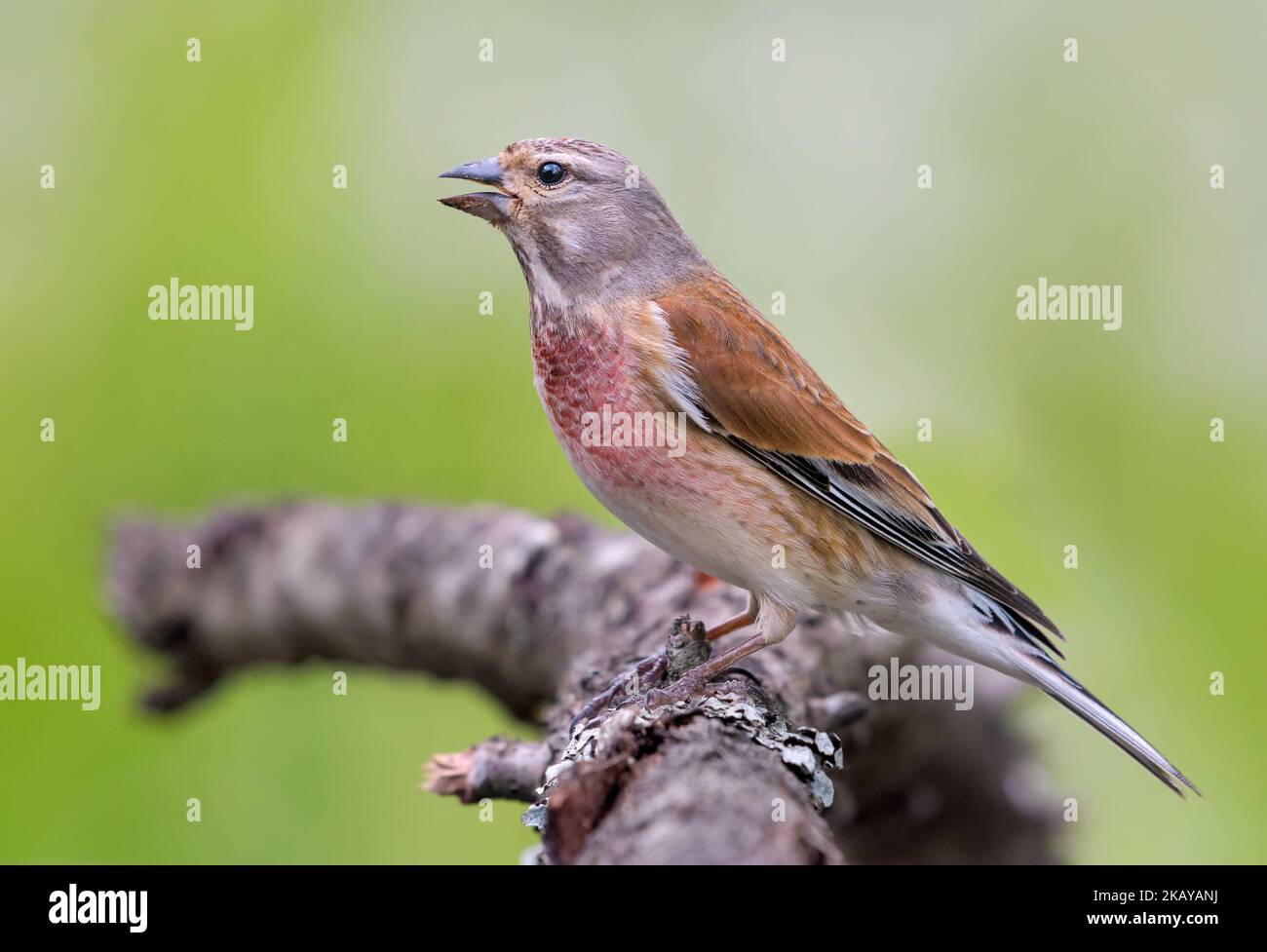 Gewöhnliches Linnet (Linaria cannabina) singt auf dem Ast für ein warmes Foto im bewölkten Frühling Stockfoto