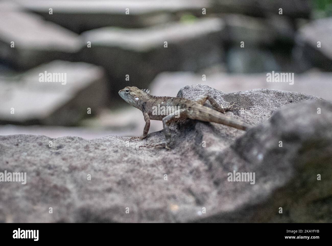 Eine kleine Eidechse auf einem Stein, Nahaufnahme Stockfoto