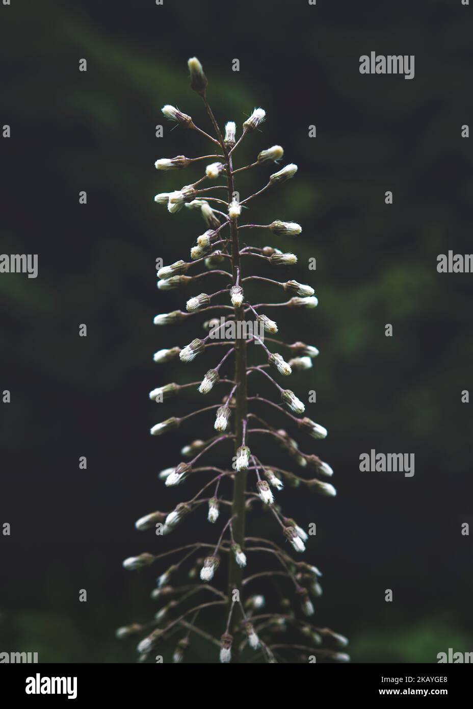 Kleine, weiße Blüten, bevor sie auf einem einzigen Stiel blühen. Grüner, natürlicher Hintergrund. Stockfoto