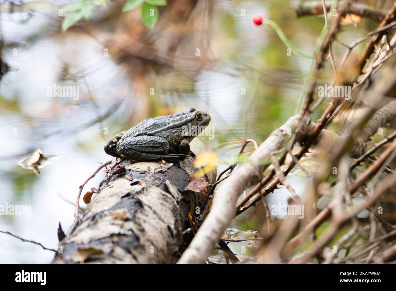 AGA Kröte, Bufo marinus sitzt auf einem Baumstamm, natürliche Umgebung, Amphibien Bewohner Feuchtgebiet Stockfoto