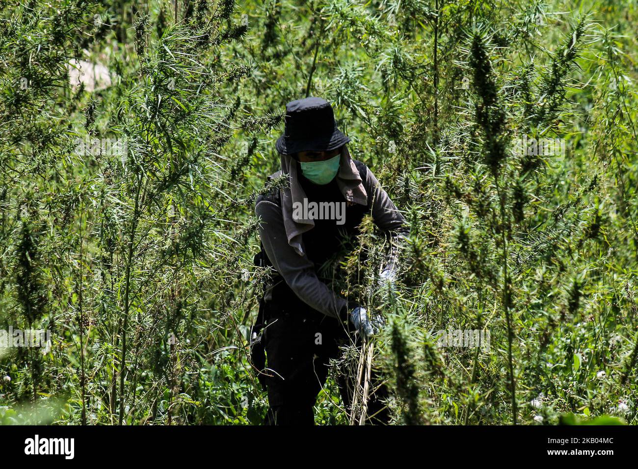 Ein indonesischer Polizist zerstört Marihuanapflanzen während eines Angriffs auf eine Marihuanaplantage in Nord-Aceh am 19. Juli 2018 in Aceh, Indonesien. Die indonesische Polizei verhaftete zwei mutmaßliche Marihuanazüchter und zerstörte 4 Hektar Marihuanaplantagen durch Verbrennen. Aceh ist die größte illegale Marihuana produzierende Provinz in Indonesien, deren Verteilung sich auf die südostasiatische Region ausbreitete. (Foto von Fachrul Reza/NurPhoto) Stockfoto