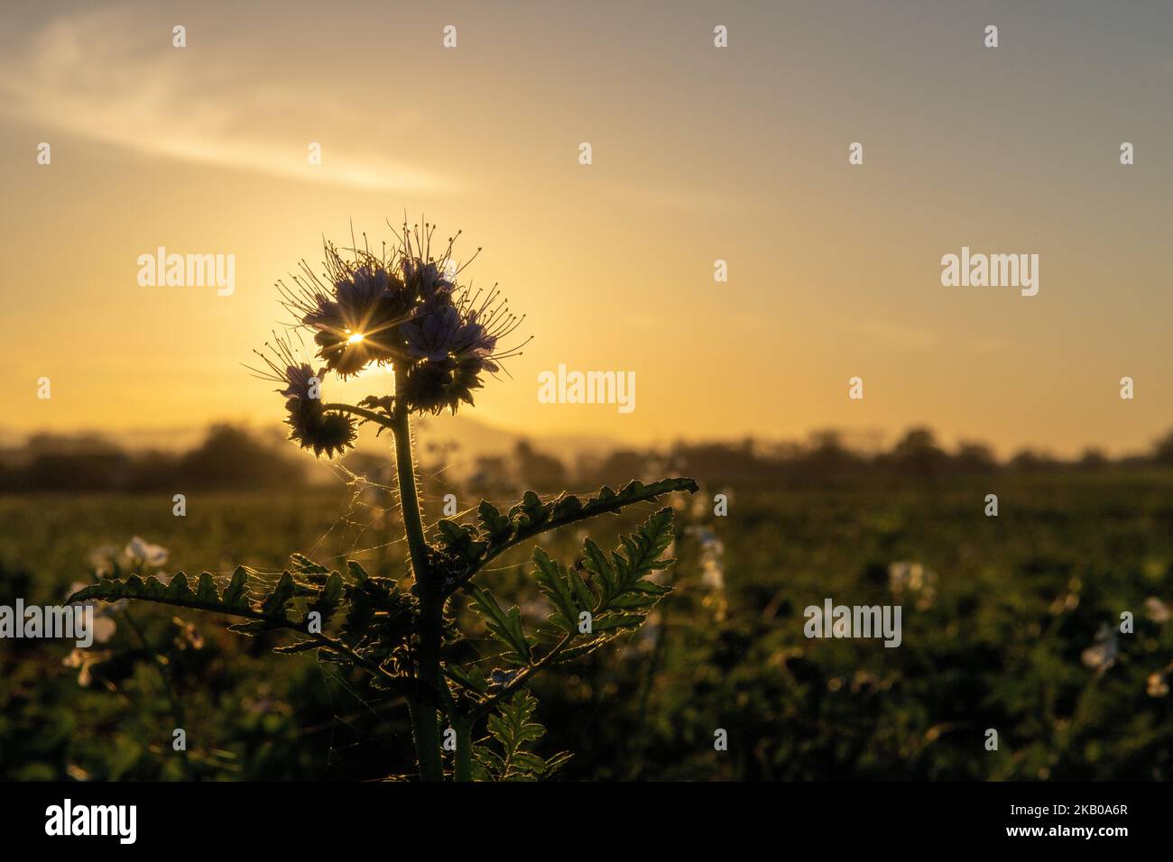 Thistle vor Sonnenuntergang Stockfoto