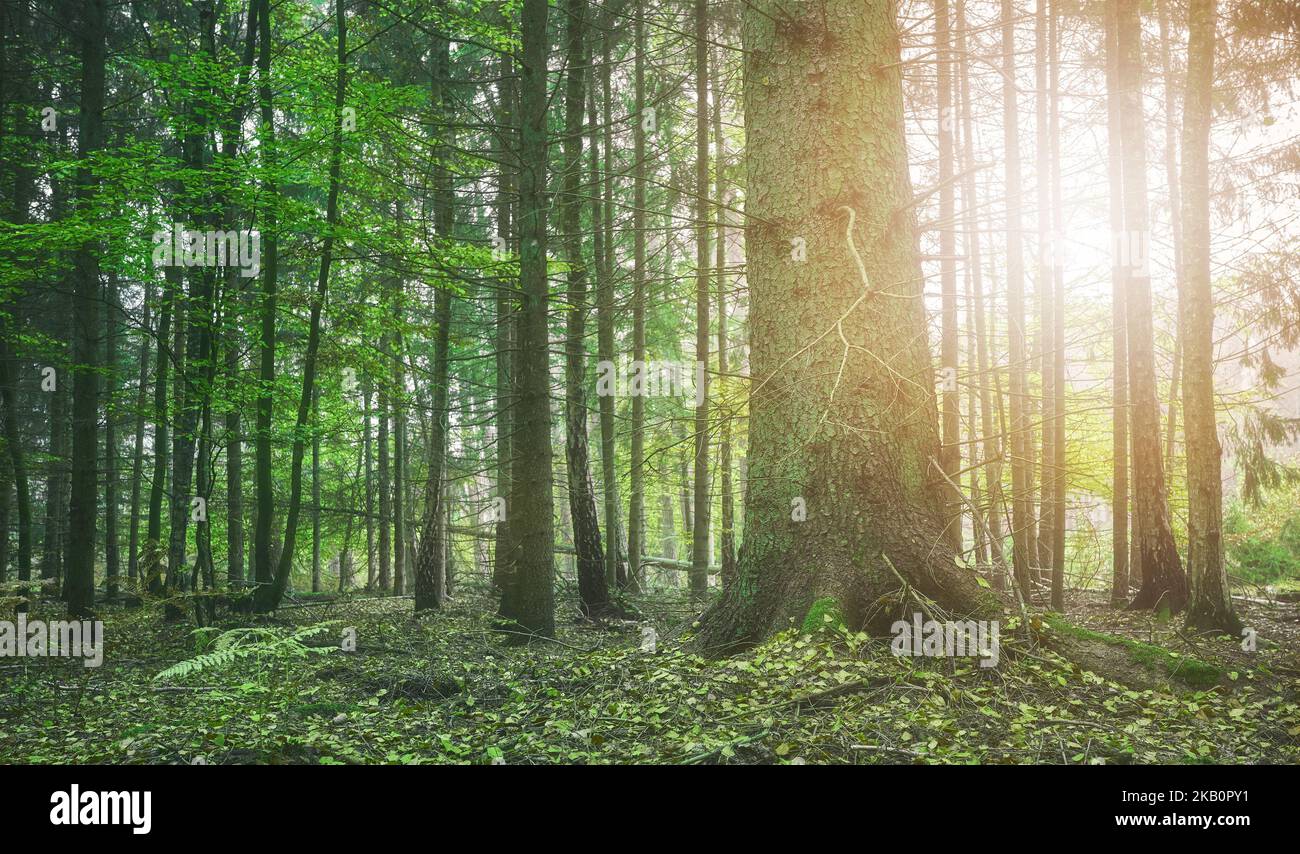 Farbtonbild eines Waldes, selektiver Fokus. Stockfoto