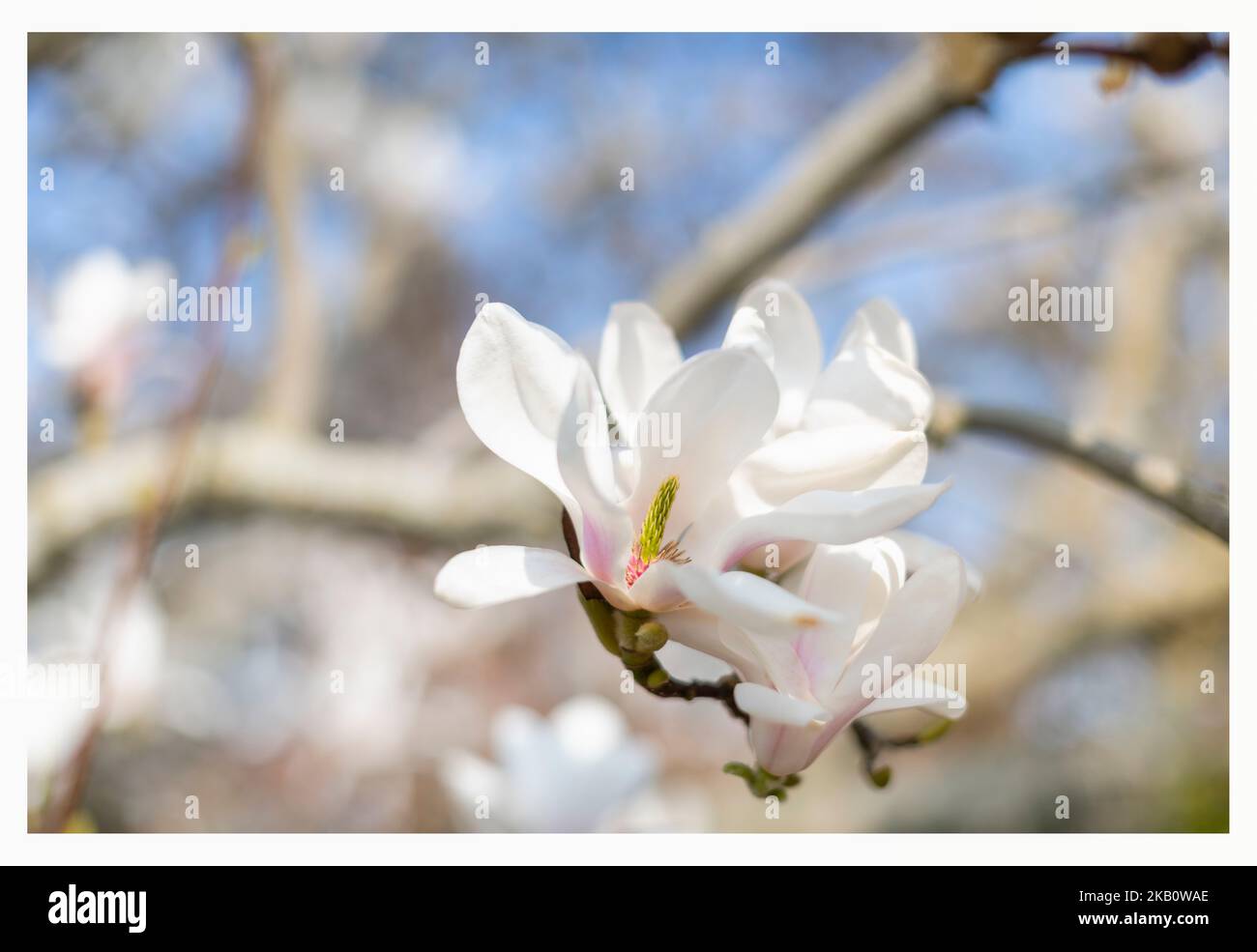 Der baum der fruchtbarkeit Ausgeschnittene Stockfotos und bilder Alamy