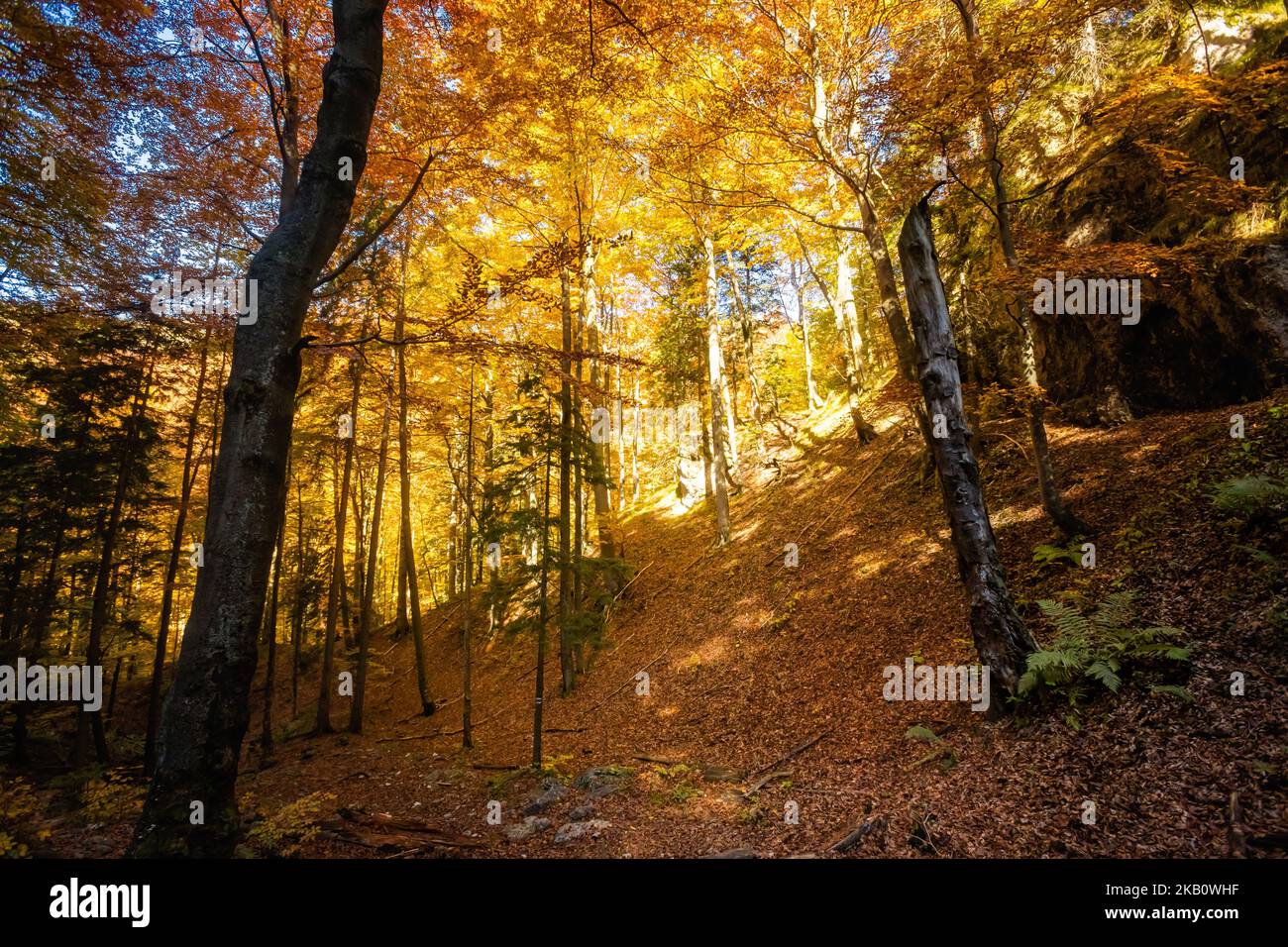 Schöner Weg nach Maly Rozsutec von Biely Potok - in der slowakischen Mala Fatra. Sonniges Herbstpanorama. Stockfoto