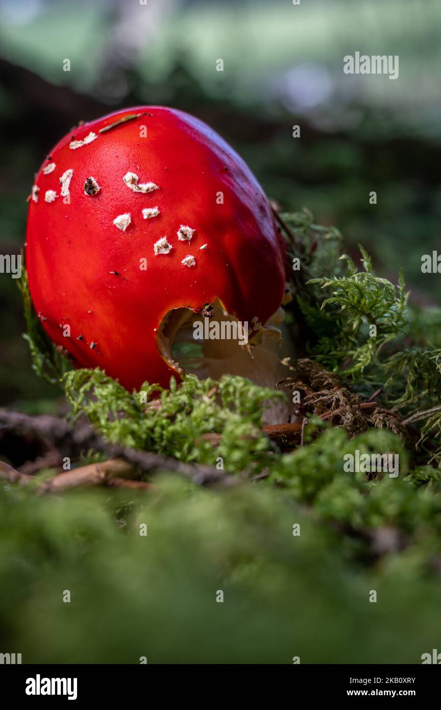 Amanita muscaria. Ein roter giftiger Pilz. Fliegen Sie agarisch. Amanita fliegen. Stockfoto