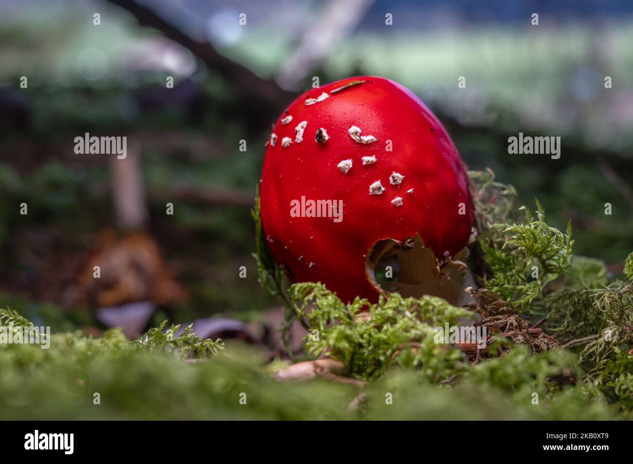 Amanita muscaria. Ein roter giftiger Pilz. Fliegen Sie agarisch. Amanita fliegen. Stockfoto