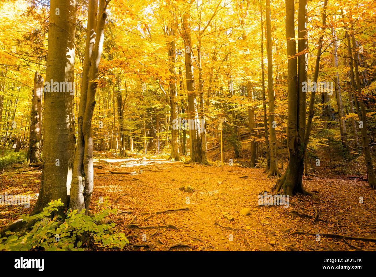 Schöner Weg nach Maly Rozsutec von Biely Potok - in der slowakischen Mala Fatra. Sonniges Herbstpanorama. Stockfoto