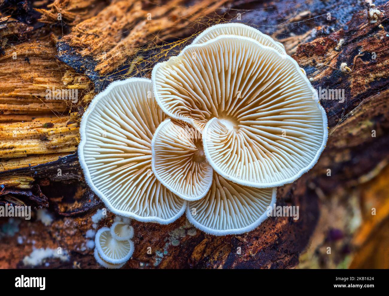 Nahaufnahme schöne Pilze umgedreht. Makrofotografie Ansicht des variablen Oysterling Stockfoto