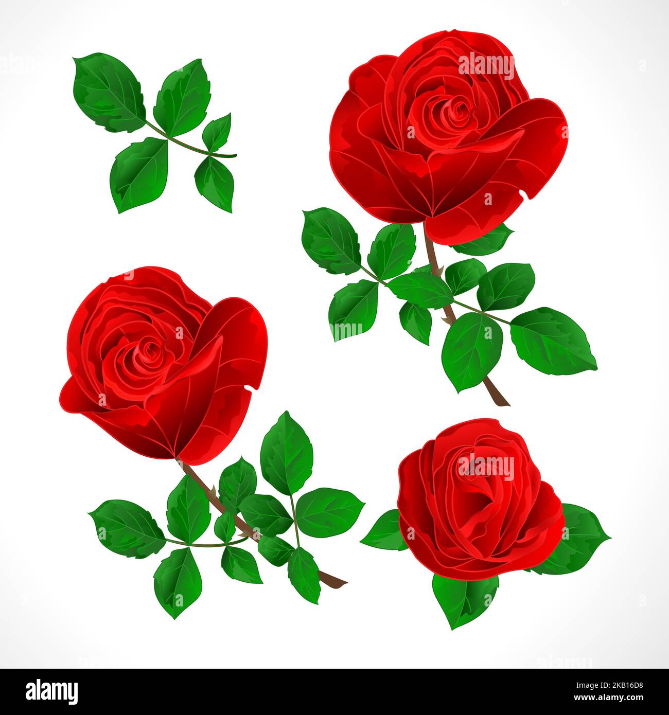 Knospen rote Rosen mit Blättern vintage auf einem weißen Hintergrund Set drei Vektor-Illustration editierbar Hand zeichnen Stock Vektor