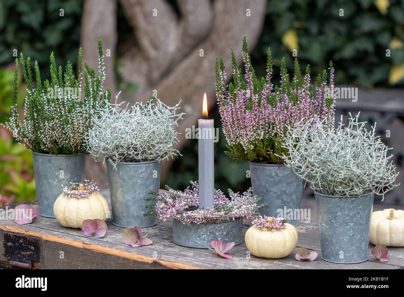 Gartengestaltung mit Kerze, calocephalus brownii und Heidekraut-Blüten in Zinktöpfen Stockfoto