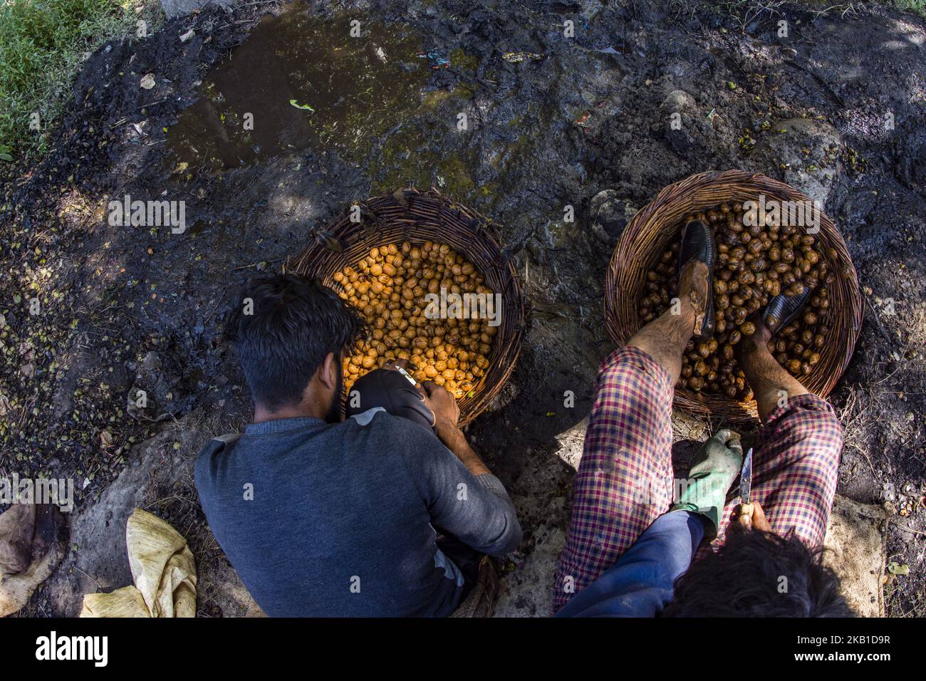 Am 18. September 2018 in Pulwom, 40 km (24 Meilen) südlich von Srinagar, der Sommerhauptstadt des von Indien kontrollierten Kaschmir, Indien, stampft ein Arbeiter in Kaschmir Walnüsse, nachdem er seine grünen Schalen gebrochen hat, um seine Muscheln zu reinigen. Jammu und Kaschmir produzieren jährlich über zwei lakh metrische Tonnen Walnüsse, was zu 80 Prozent der gesamten Walnussproduktion in Indien beiträgt. Die Walnüsse, die biologisch angebaut werden und deren Kern als einer der besten der Welt gilt, werden in mehrere Länder exportiert, darunter Frankreich, die Niederlande, Großbritannien, Deutschland und den Nahen Osten. (Foto von Kabli Yawar / nur Photo) (Foto von Kabl Stockfoto