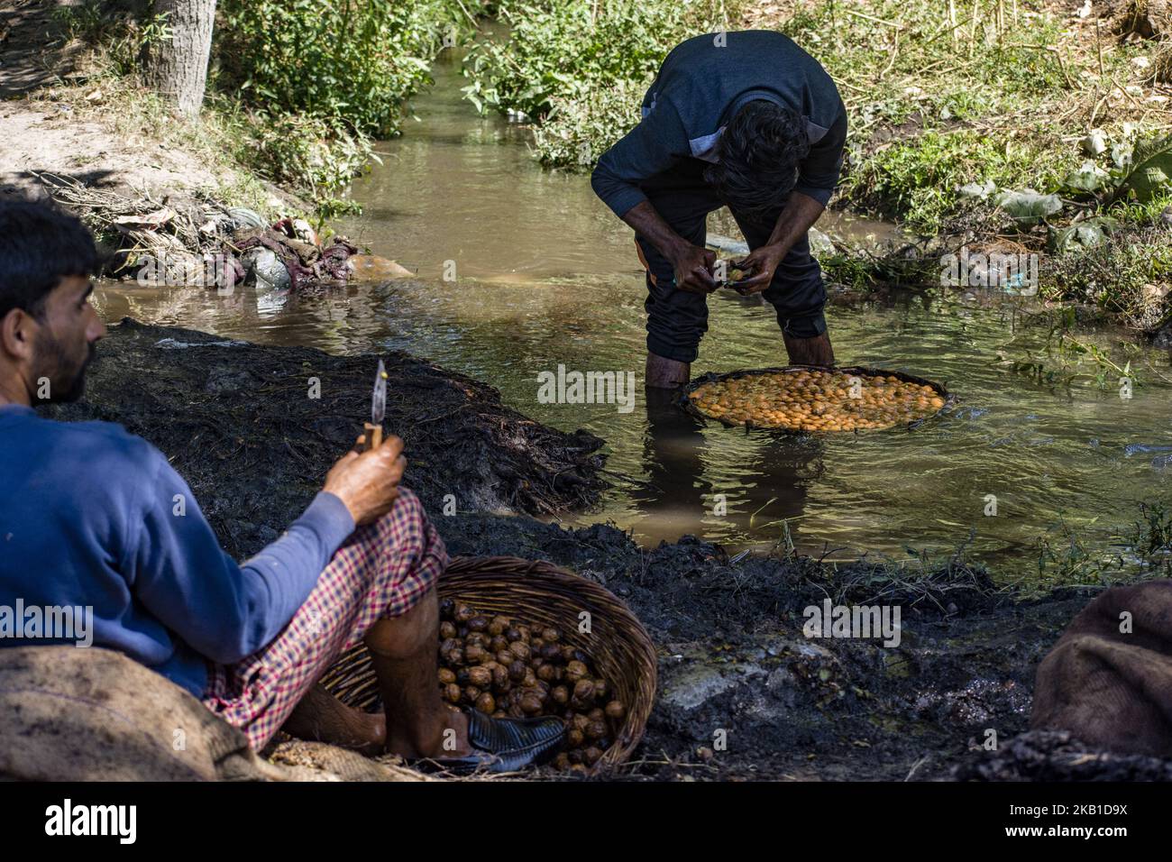 Ein Mitarbeiter in Kaschmir reinigt Walnüsse, nachdem er am 18. September 2018 in Pulwom, 40 km (24 Meilen) südlich von Srinagar, der Sommerhauptstadt des indischen kontrollierten Kaschmir, Indien, seine grünen Schalen entfernt hat. Jammu und Kaschmir produzieren jährlich über zwei lakh metrische Tonnen Walnüsse, was zu 80 Prozent der gesamten Walnussproduktion in Indien beiträgt. Die Walnüsse, die biologisch angebaut werden und deren Kern als einer der besten der Welt gilt, werden in mehrere Länder exportiert, darunter Frankreich, die Niederlande, Großbritannien, Deutschland und den Nahen Osten. (Foto von Kabli Yawar / nur Photo) (Foto von Kabli Yawar/NurPhoto) Stockfoto