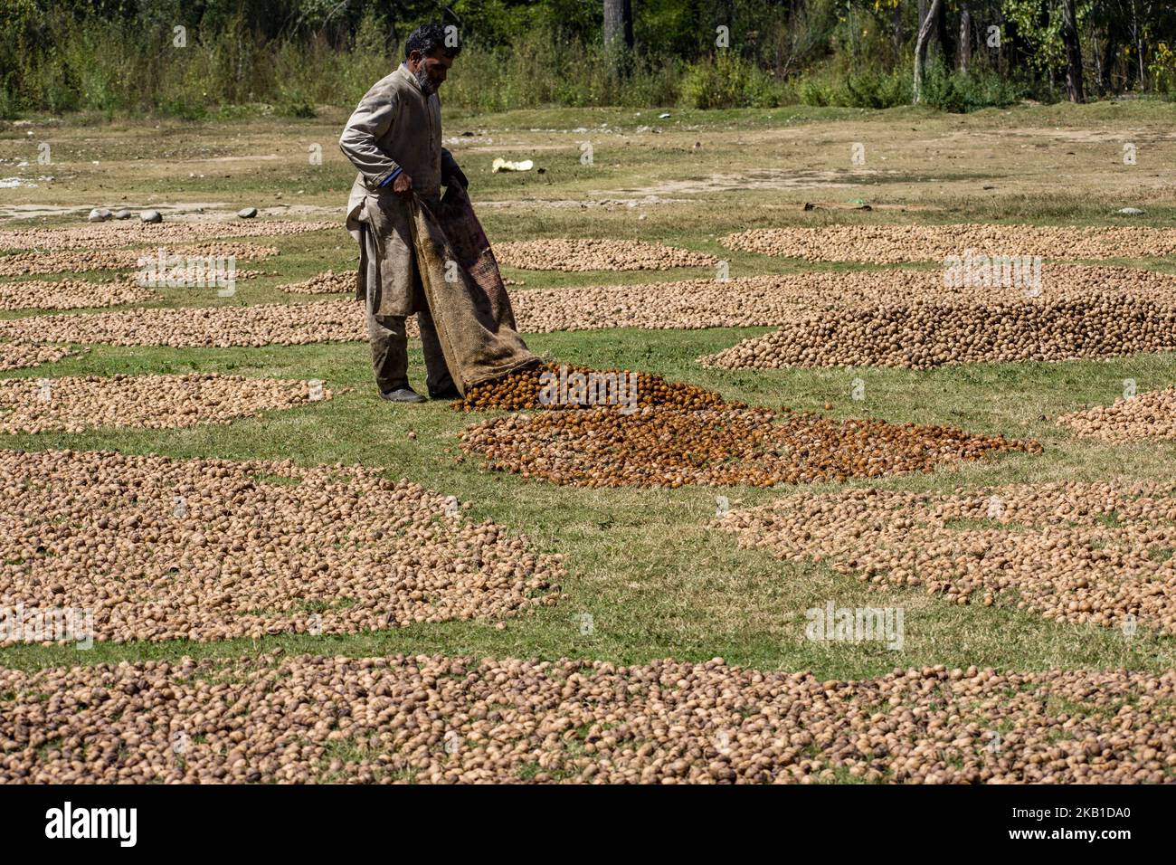 Ein Mitarbeiter in Kaschmir trocknet Walnüsse, nachdem er am 18. September 2018 in Pulwom, 40 km (24 Meilen) südlich von Srinagar, der Sommerhauptstadt des indischen kontrollierten Kaschmir, seine grünen Schalen und seinen Reinigungsprozess entfernt hatte. Jammu und Kaschmir produzieren jährlich über zwei lakh metrische Tonnen Walnüsse, was zu 80 Prozent der gesamten Walnussproduktion in Indien beiträgt. Die Walnüsse, die biologisch angebaut werden und deren Kern als einer der besten der Welt gilt, werden in mehrere Länder exportiert, darunter Frankreich, die Niederlande, Großbritannien, Deutschland und den Nahen Osten. (Foto von Kabli Yawar / nur Photo) (Foto von Kabli Stockfoto