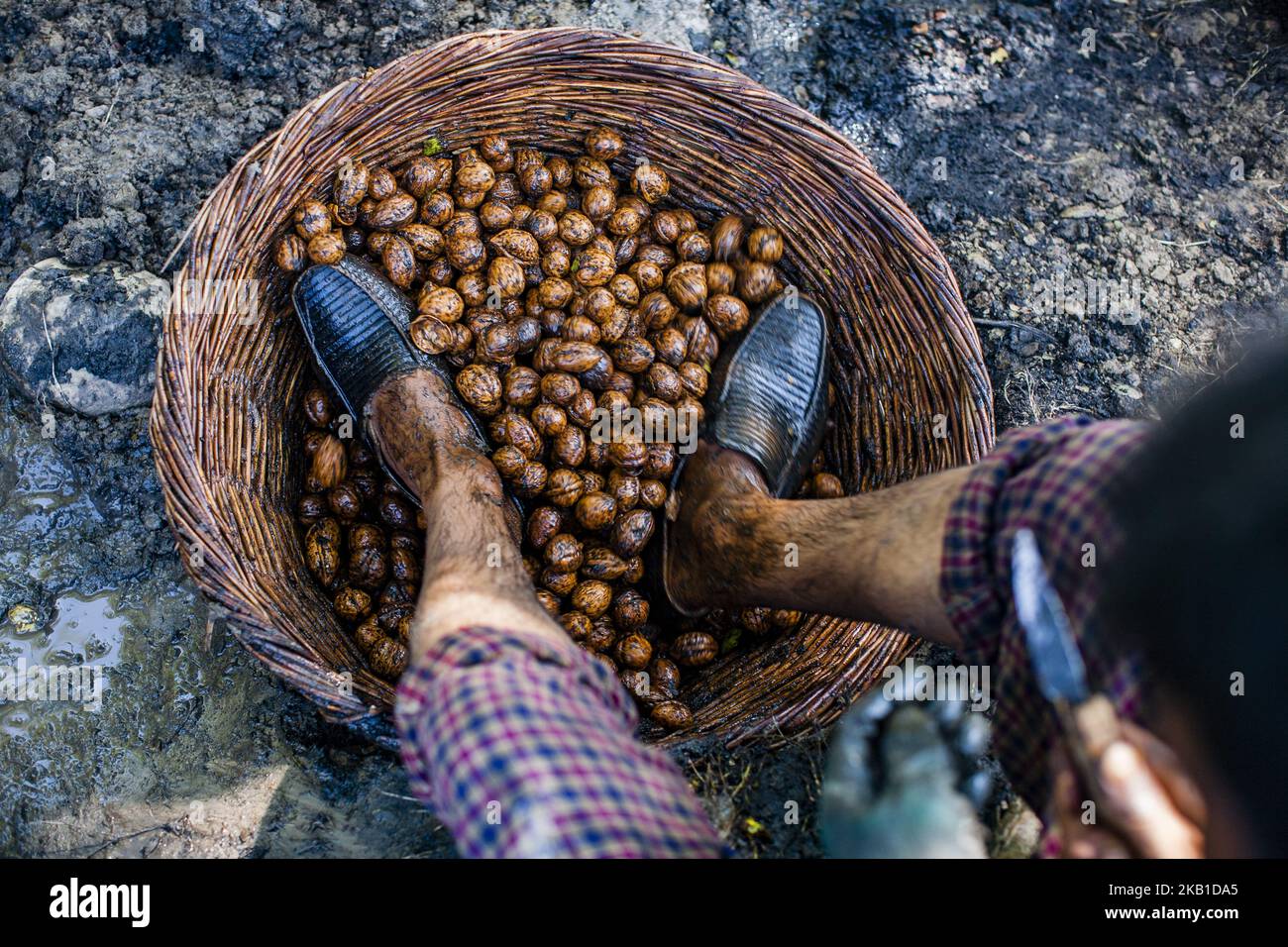 Am 18. September 2018 in Pulwom, 40 km (24 Meilen) südlich von Srinagar, der Sommerhauptstadt des von Indien kontrollierten Kaschmir, Indien, stampft ein Arbeiter in Kaschmir Walnüsse, nachdem er seine grünen Schalen gebrochen hat, um seine Muscheln zu reinigen. Jammu und Kaschmir produzieren jährlich über zwei lakh metrische Tonnen Walnüsse, was zu 80 Prozent der gesamten Walnussproduktion in Indien beiträgt. Die Walnüsse, die biologisch angebaut werden und deren Kern als einer der besten der Welt gilt, werden in mehrere Länder exportiert, darunter Frankreich, die Niederlande, Großbritannien, Deutschland und den Nahen Osten. (Foto von Kabli Yawar / nur Photo) (Foto von Kabl Stockfoto