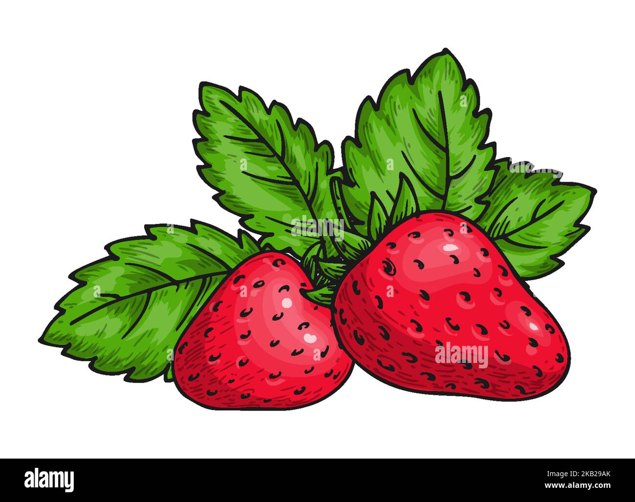Erdbeerstrauß von süßen roten Beeren. Ganze reife Waldbeere mit Blättern. Süßes frisches Obst. Saftige Erdbeeren handgezeichnete Skizze für Aufkleber, Saftwerbung Poster Print, Flyer, Embleme Stock Vektor