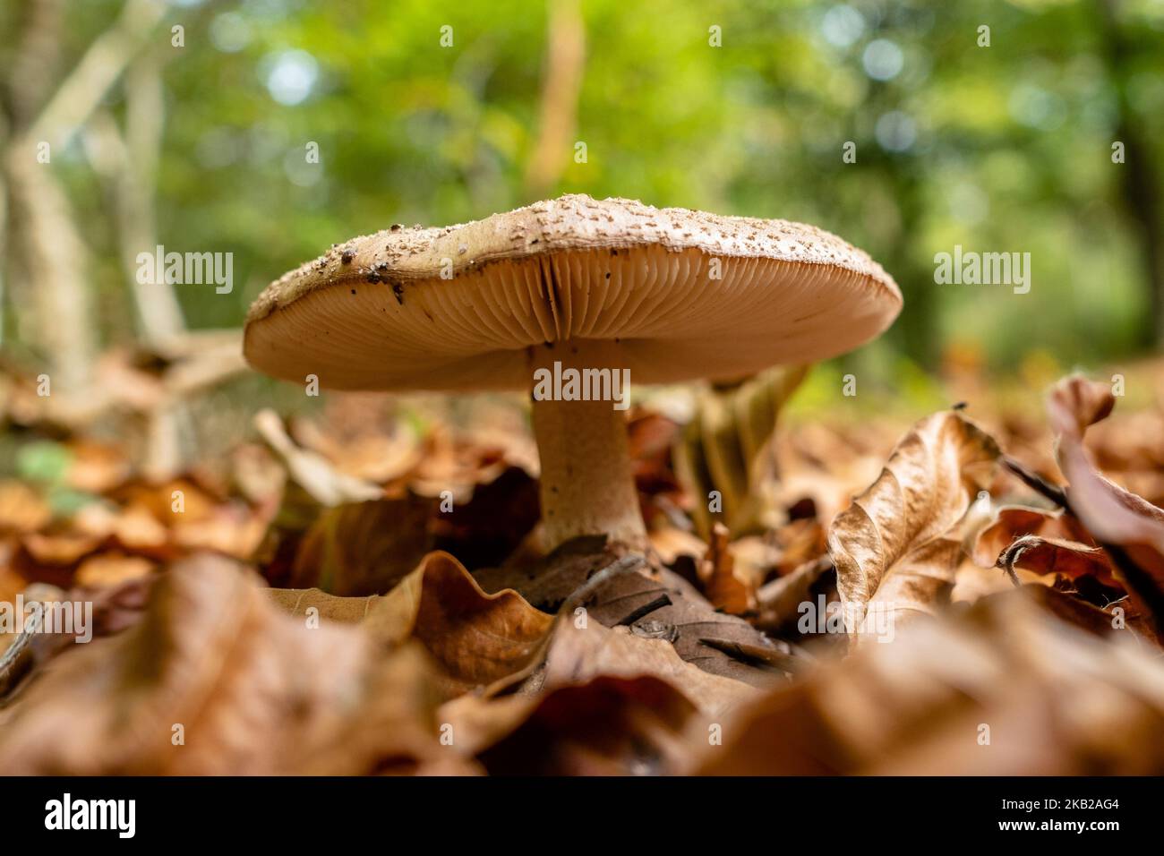 Bild aufgenommen am 21. 2018. Oktober in den Niederlanden. Während der Herbstsaison ist die Landschaft in den Niederlanden von grünen, ockerfarbenen, goldenen und rötlichen Farben überflutet. Es ist die perfekte Jahreszeit, um Fotos von der Natur zu machen und die herrlichen Sehenswürdigkeiten zu genießen. Die Niederlande haben viele Waldgebiete mit Wanderwegen, die leicht zu folgen sind. (Foto von Romy Arroyo Fernandez/NurPhoto) Stockfoto