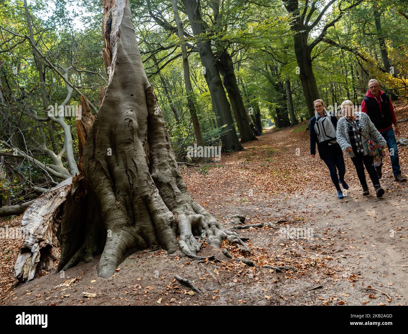 Bild aufgenommen am 21. 2018. Oktober in den Niederlanden. Während der Herbstsaison ist die Landschaft in den Niederlanden von grünen, ockerfarbenen, goldenen und rötlichen Farben überflutet. Es ist die perfekte Jahreszeit, um Fotos von der Natur zu machen und die herrlichen Sehenswürdigkeiten zu genießen. Die Niederlande haben viele Waldgebiete mit Wanderwegen, die leicht zu folgen sind. (Foto von Romy Arroyo Fernandez/NurPhoto) Stockfoto