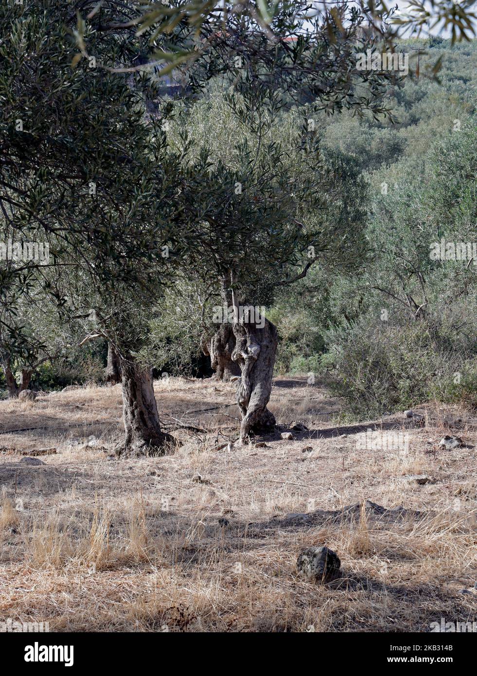 Verdrehter Olivenbaum wie ein Mann mit gekreuzten Beinen. Lesbos / Lesbos, Nördliche Ägäis, Griechenland, September / Oktober 2022. Herbst . Stockfoto