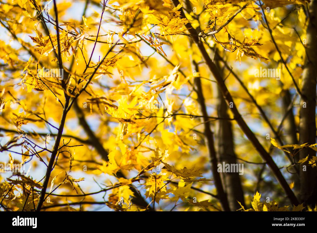 Baumzweig mit bunten Herbstblättern aus nächster Nähe. Herbsthintergrund. Schöner natürlicher, stark verschwommener Hintergrund mit Copyspace Stockfoto