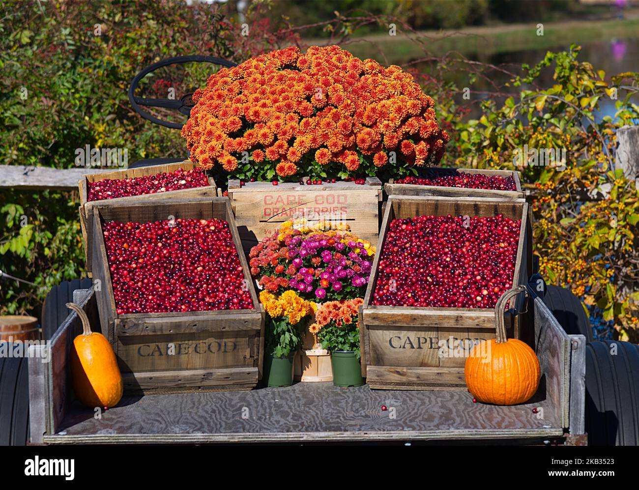 Cranberry Harvest in West Yarmouth, Massachusetts (USA) auf Cape Cod.. Ein Framstand am Cranberry-Moor eines Bauern Stockfoto