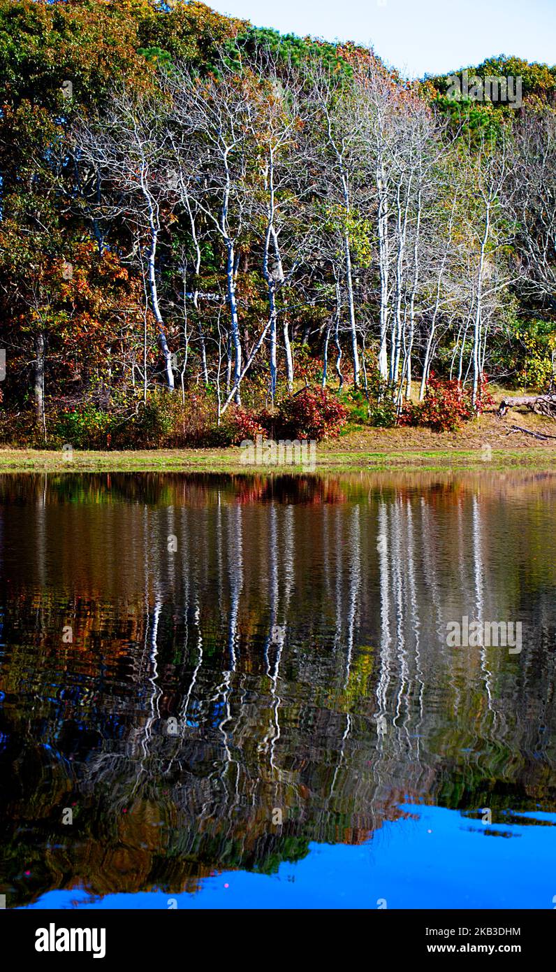 Cranberry Harvest in West Yarmouth, Massachusetts (USA) auf Cape Cod. Eine malerische Aussicht über ein überflutetes Cranberry-Moor Stockfoto