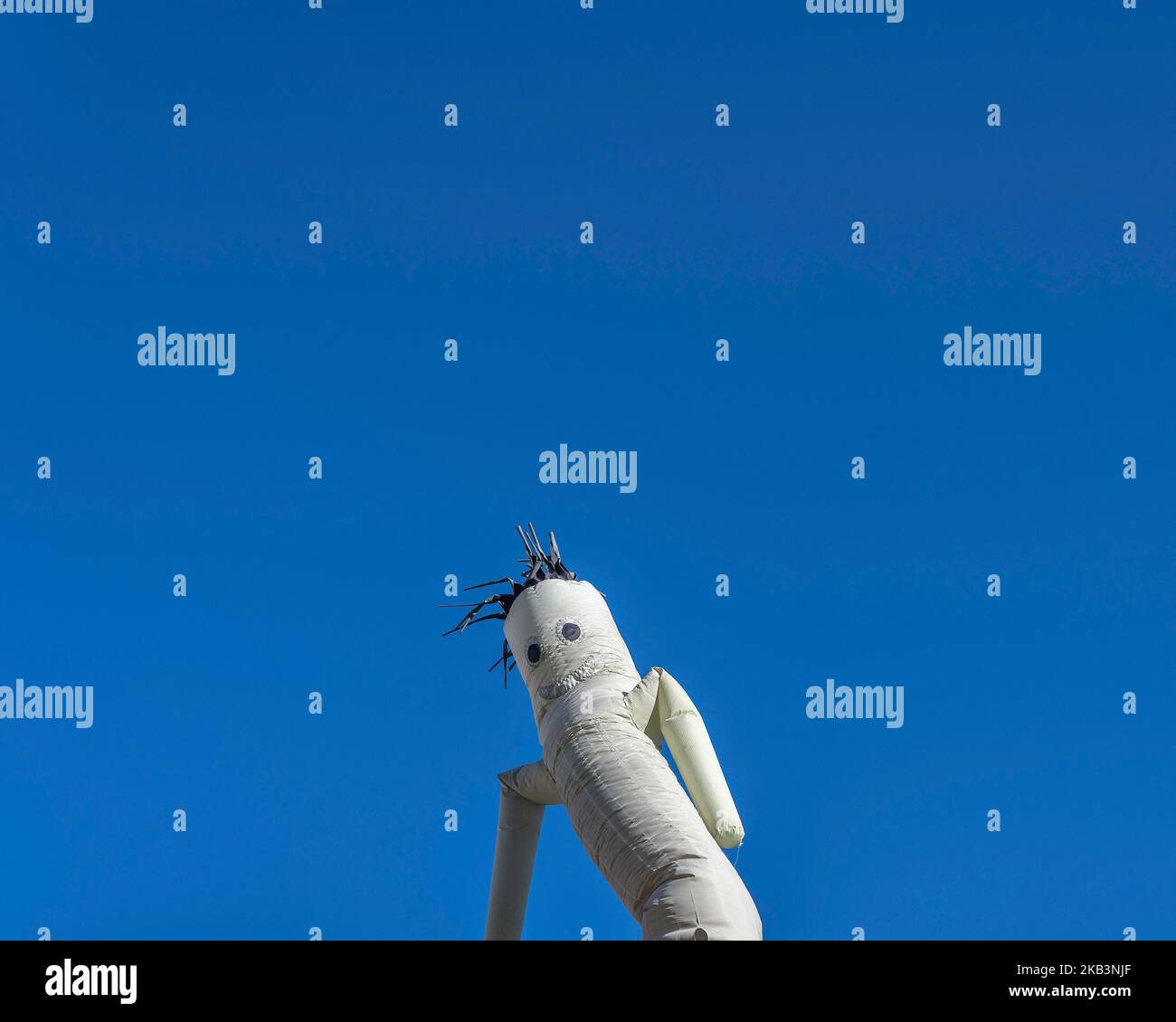 Ein grauer winkender Schlauchjunge bewegt sich gegen einen klaren blauen Himmel. Stockfoto