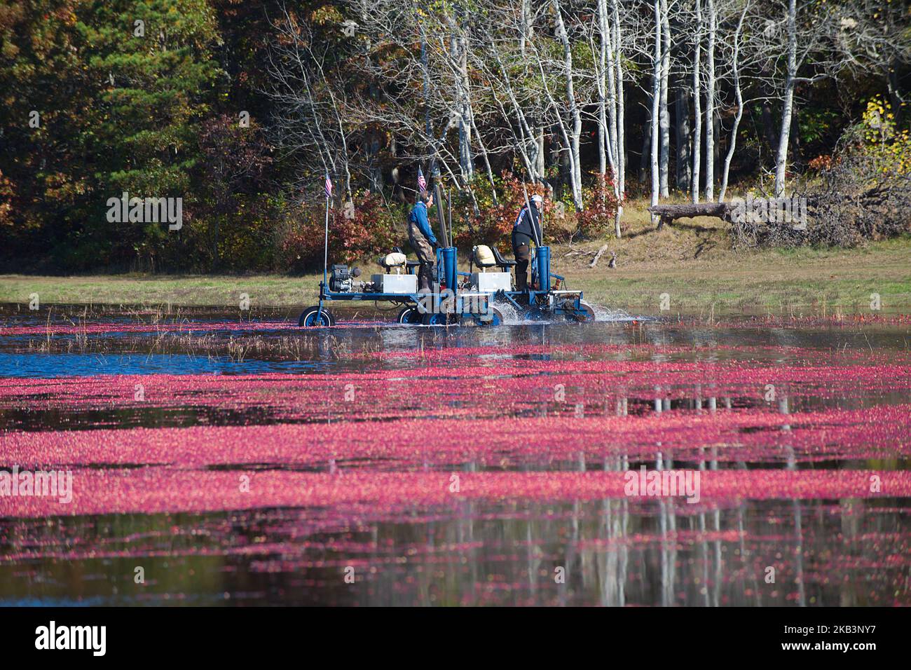 Cranberry Harvest in West Yarmouth, Massachusetts (USA) auf Cape Cod. Stockfoto