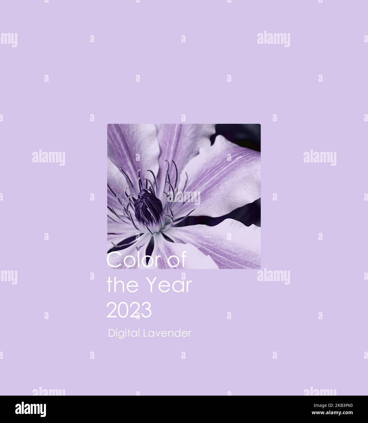 Foto der Pflanze in der Farbe des Jahres 2023 digital Lavendel. Hintergrund von 2023. Farbkonzept. Text Farbe des Jahres 2023 Digitaler Lavendel Stockfoto