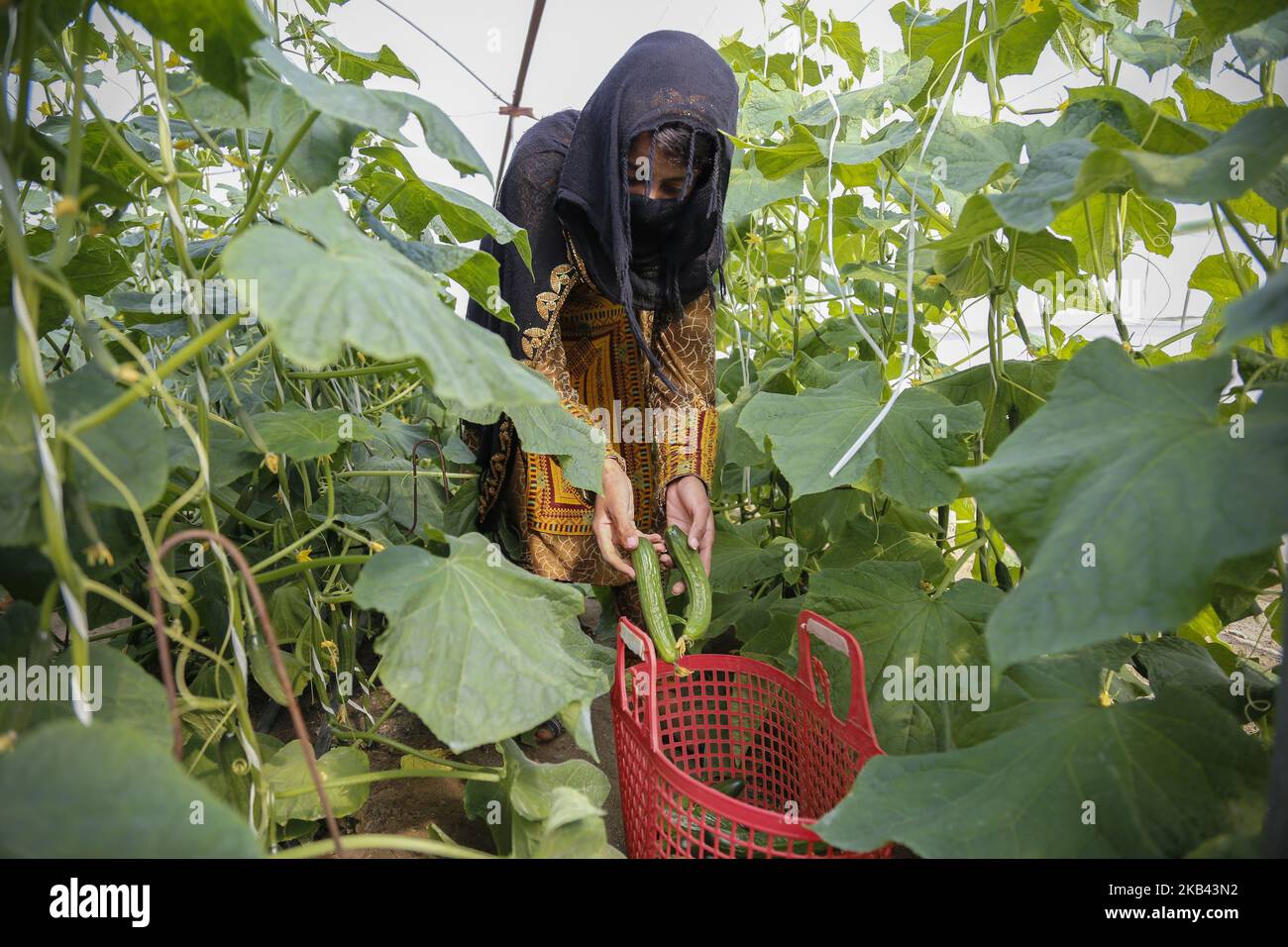 Eine Arbeiterin arbeitet am 13. Dezember 2018 in einem Gurkengewächshaus im Kreis Qaleh Ganj, Provinz Kerman, Iran. (Foto von Rouzbeh Fouladi/NurPhoto) Stockfoto