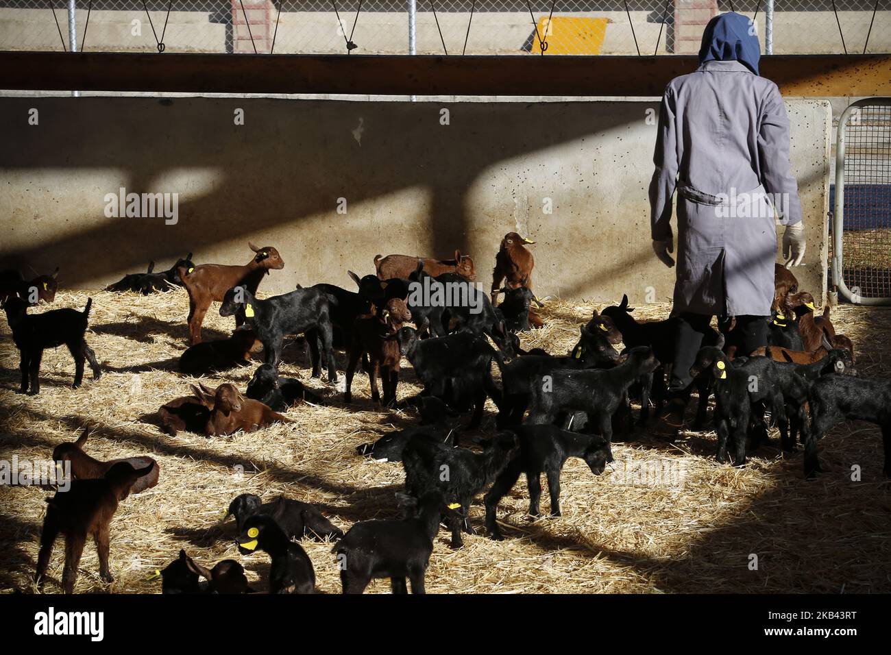 Iranischer Arbeiter arbeitet bei einem industriellen Viehbestand im Qaleh Ganj County, Provinz Kerman, Iran. Am 13. Dezember 2018. (Foto von Rouzbeh Fouladi/NurPhoto) Stockfoto