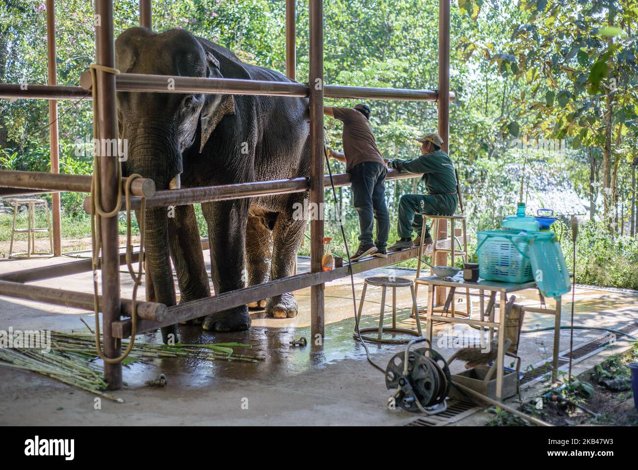 Im Dezember 2018 wird ein Elefant im Krankenhaus des Elephant Conservation Centre, Sayaboury, Laos, behandelt. Laos war in der Vergangenheit als ‘das Land einer Million Elefanten’ bekannt, heute zählt die Elefantenpopulation im Land rund 800 Individuen. Die Hälfte von ihnen besteht aus gefangenen Elefanten, und ihre Zahl ist rückläufig; die Besitzer sind nicht an der Zucht von Tieren interessiert (die Kuh benötigt während ihrer Schwangerschaft und Stillzeit mindestens vier Jahre arbeitszeit), der illegale Handel nach China und anderen Nachbarländern geht weiter. Vor diesem Hintergrund der Elefantenschutzcent Stockfoto