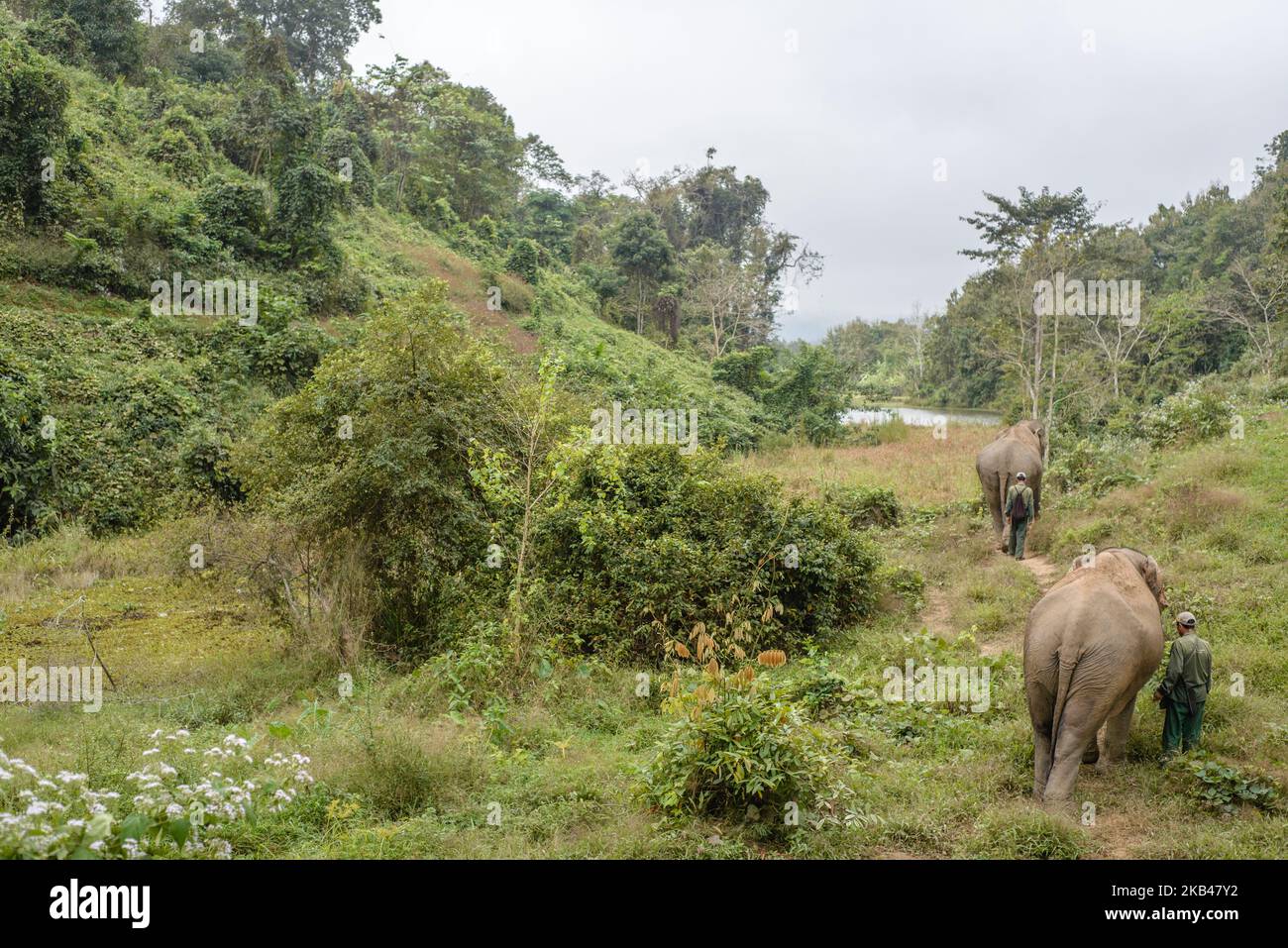 Mahouts (Elefantenpfleger) führen die Elefanten im Dezember 2018 an der Wasserstelle im Elephant Conservation Center, Sayaboury, Laos. Laos war in der Vergangenheit als ‘das Land einer Million Elefanten’ bekannt, heute zählt die Elefantenpopulation im Land rund 800 Individuen. Die Hälfte von ihnen besteht aus gefangenen Elefanten, und ihre Zahl ist rückläufig; die Besitzer sind nicht an der Zucht von Tieren interessiert (die Kuh benötigt während ihrer Schwangerschaft und Stillzeit mindestens vier Jahre arbeitszeit), der illegale Handel nach China und anderen Nachbarländern geht weiter. Vor diesem Hintergrund die Elepha Stockfoto