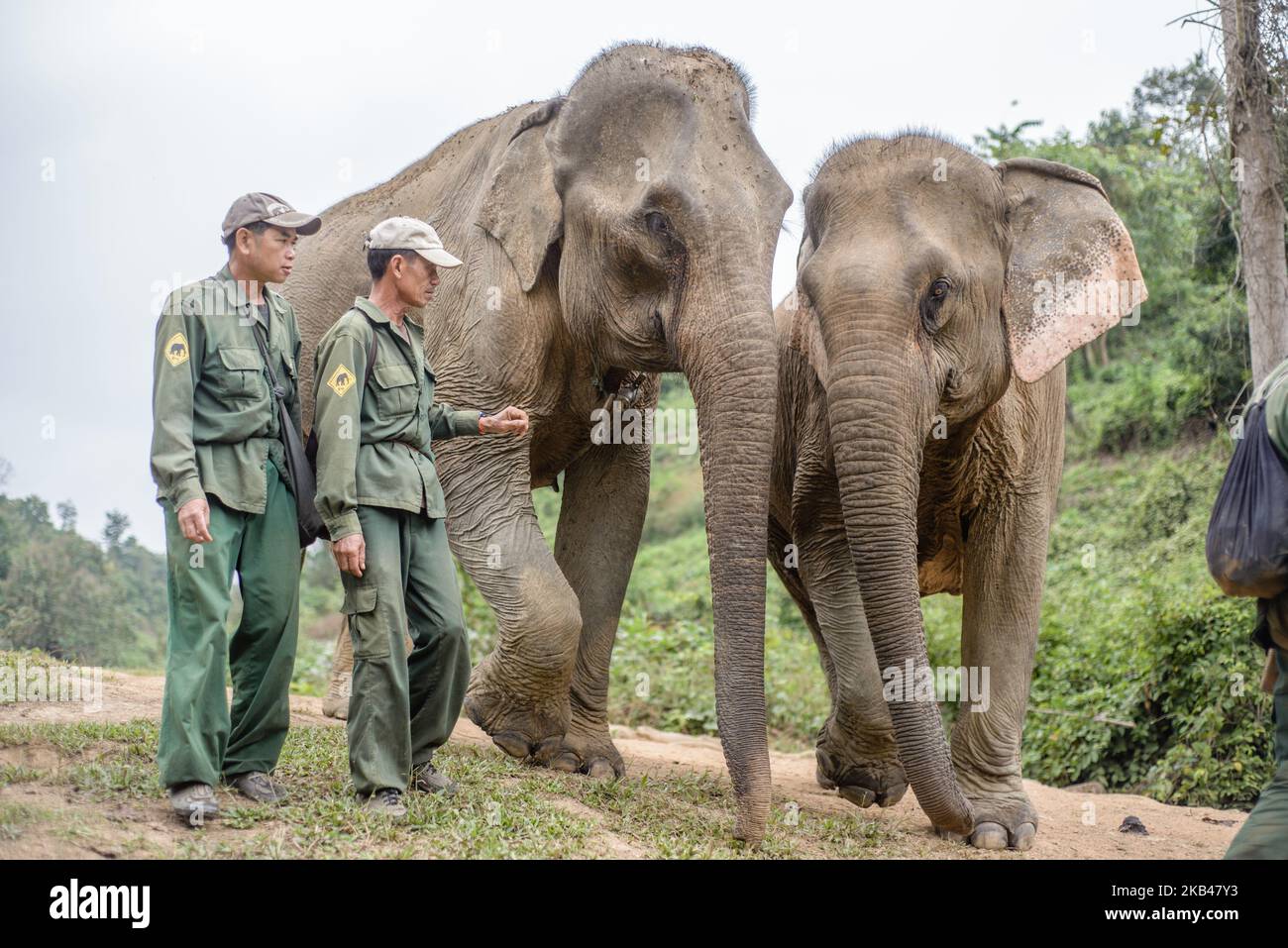 Mahouts (Elefantenpfleger) mit den Elefanten im Elephant Conservation Center, Sayaboury, Laos, im Dezember 2018. Laos war in der Vergangenheit als ‘das Land einer Million Elefanten’ bekannt, heute zählt die Elefantenpopulation im Land rund 800 Individuen. Die Hälfte von ihnen besteht aus gefangenen Elefanten, und ihre Zahl ist rückläufig; die Besitzer sind nicht an der Zucht von Tieren interessiert (die Kuh benötigt während ihrer Schwangerschaft und Stillzeit mindestens vier Jahre arbeitszeit), der illegale Handel nach China und anderen Nachbarländern geht weiter. Vor diesem Hintergrund die Elephant Conservation Cente Stockfoto