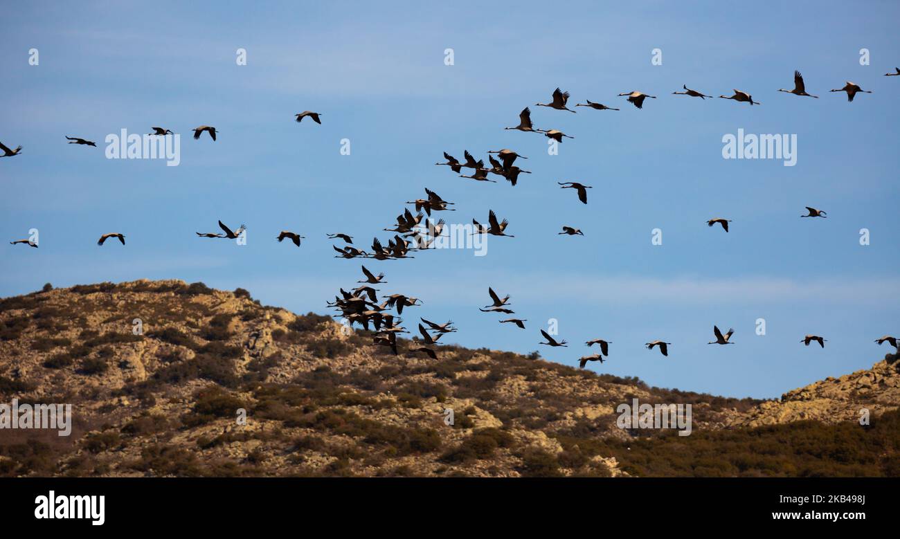 Kraniche Vögel (Grullas) fliegen in der Gruppe in der Nähe von Feldern in Gallocanta Stockfoto