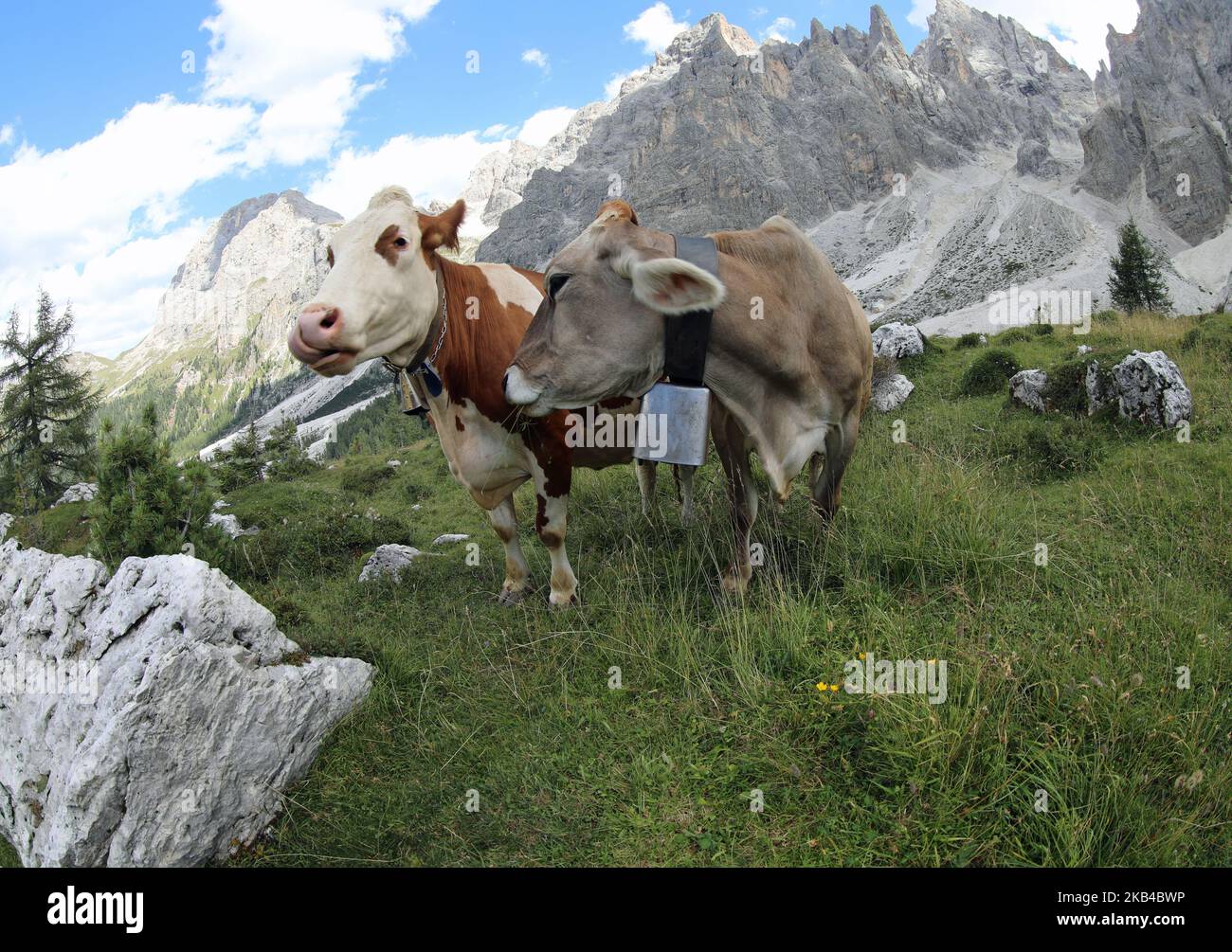 Kühe grasen im Sommer hoch in den Bergen ohne Menschen Stockfoto