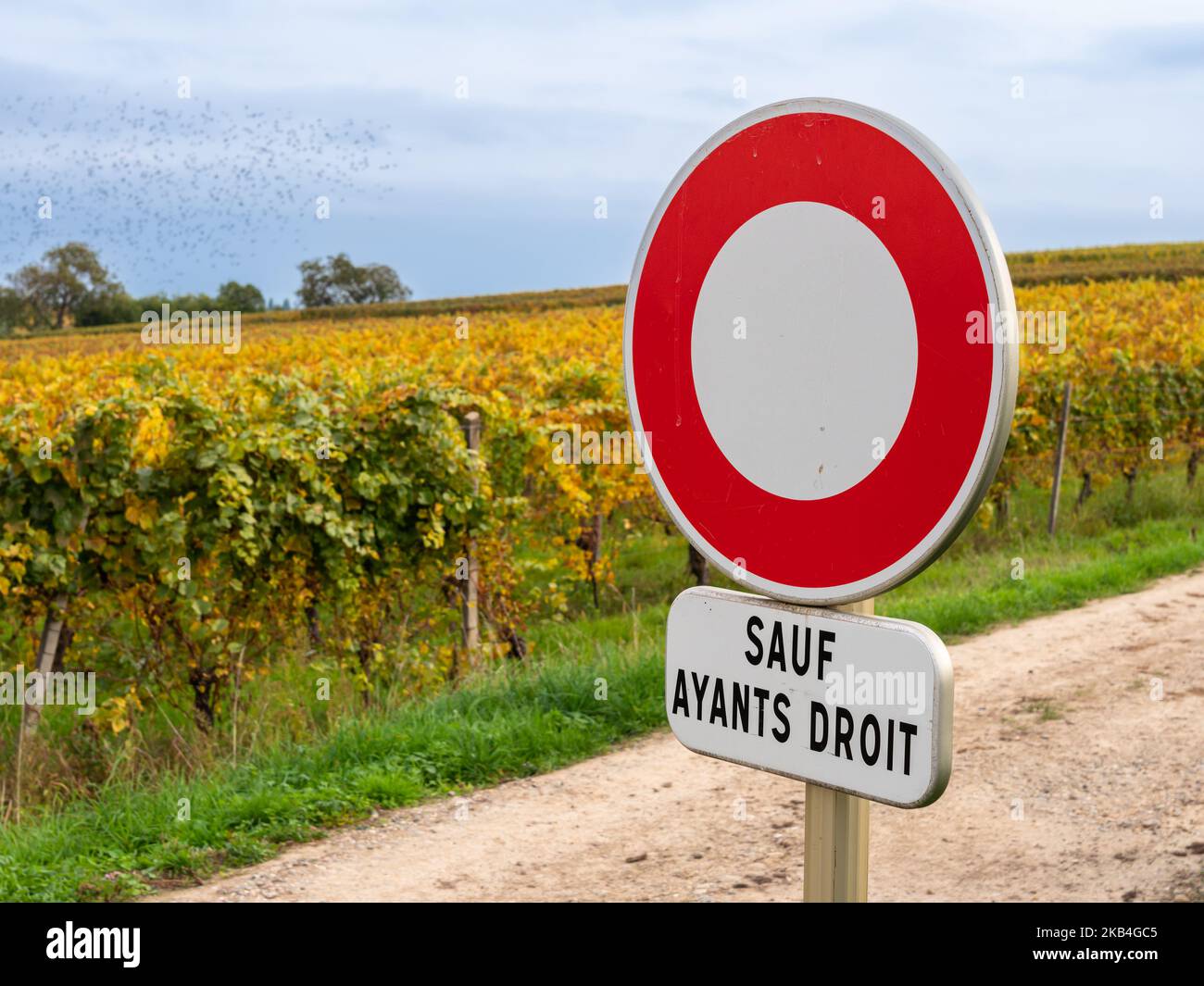 Verkehrsschild, das das Autofahren zwischen Weinbergen im Elsass untersagt. Französische Inschrift: Auf ayant droit. Englische Übersetzung: Nur mit Ausnahme autorisiert Stockfoto