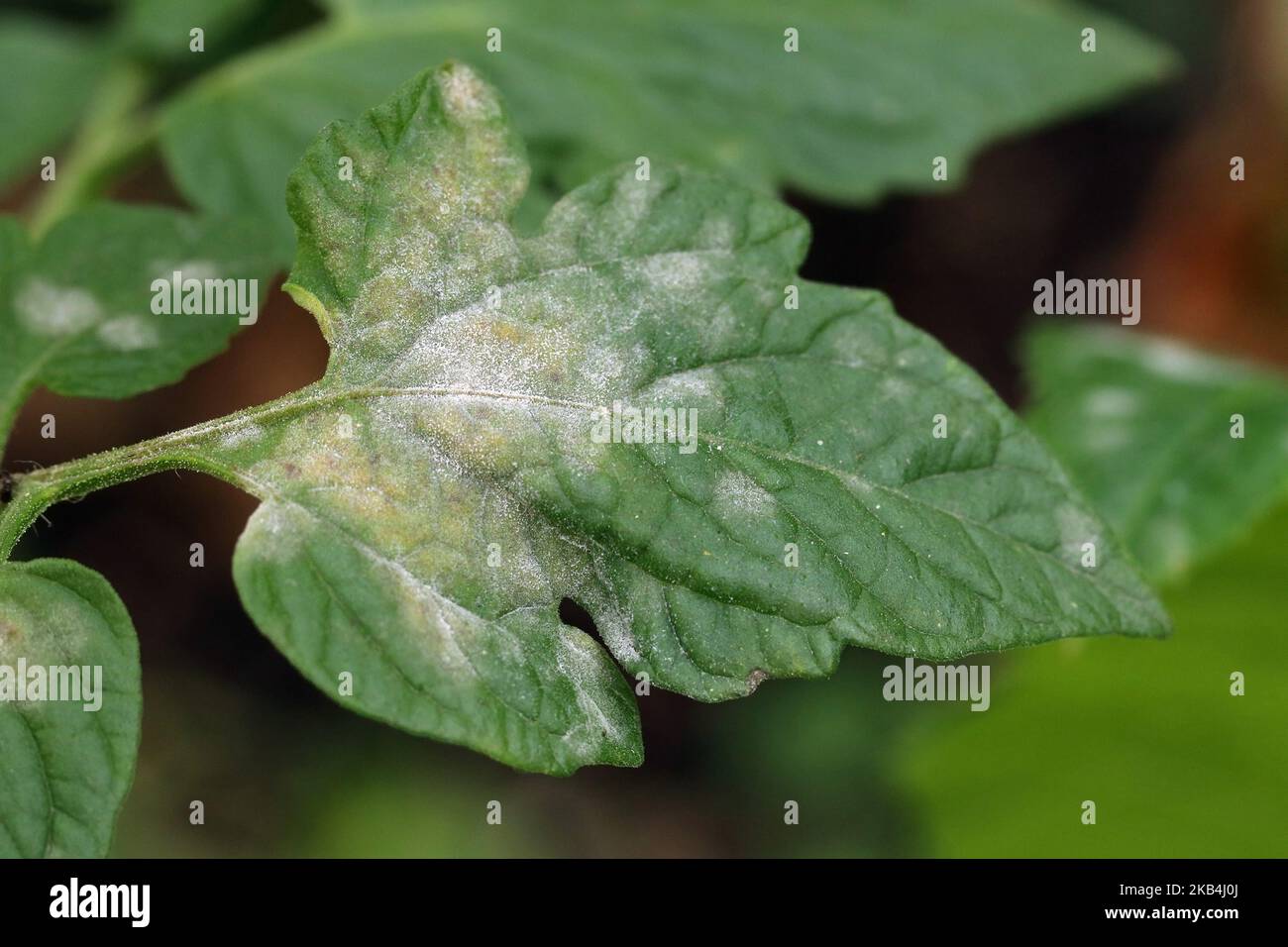 Pilzkrankheit Mehltau auf einem Tomatenblatt. Weiße Plakette auf den Blättern. Nahaufnahme. Stockfoto